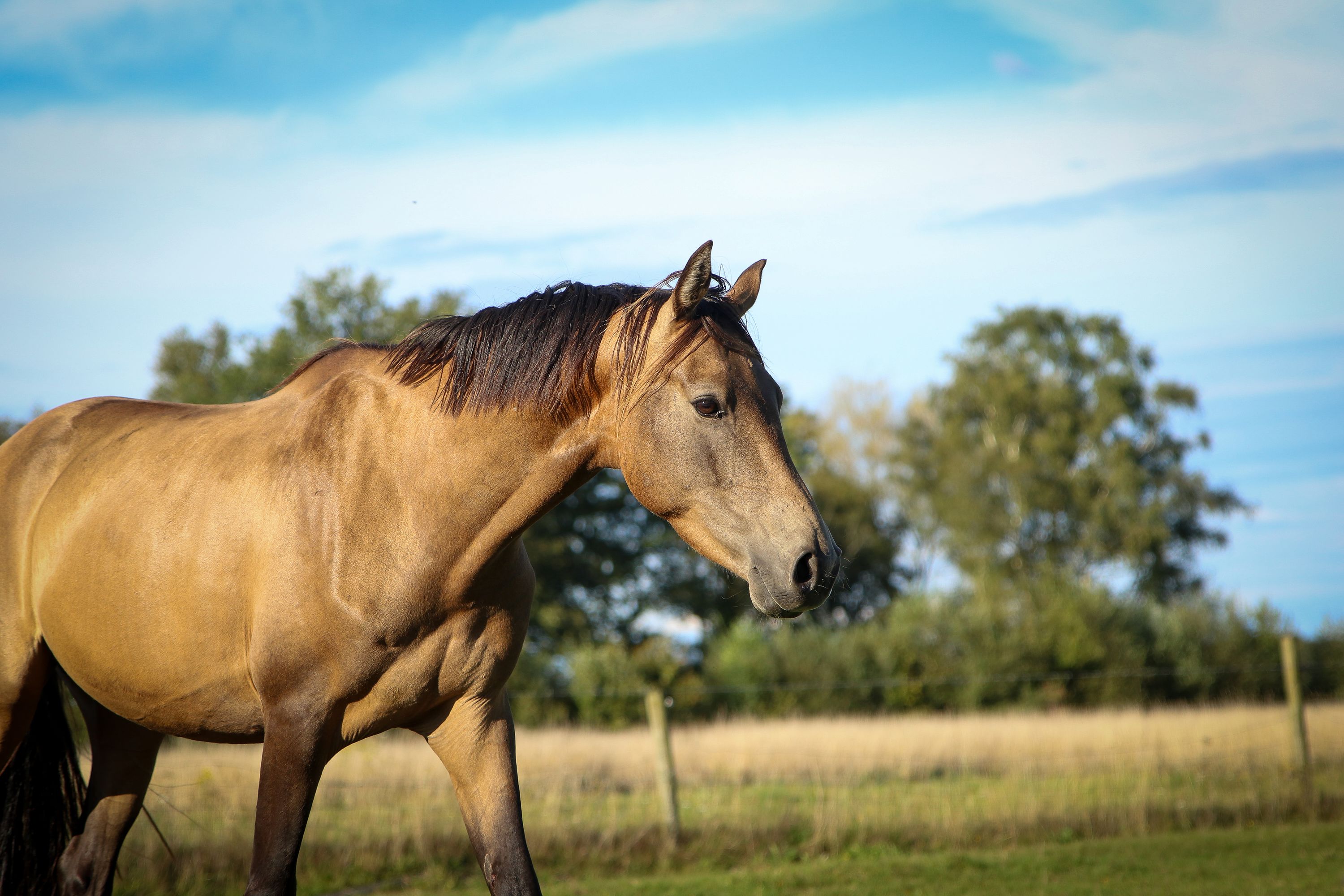 Handsome buckskin gelding is ready to get to work