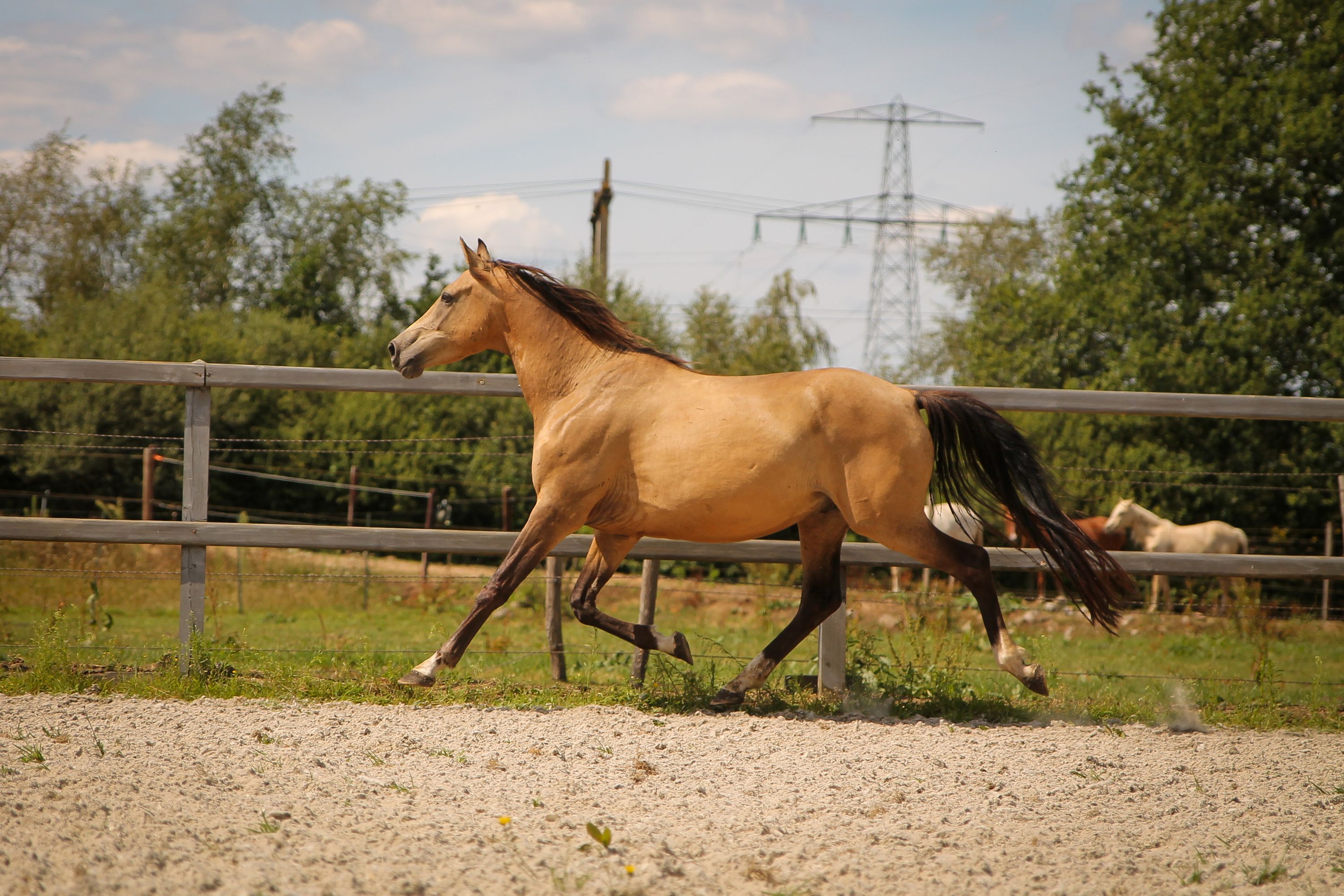 welsh dressuurpony ruin 6 vuotta andere-kleur myytävänä - Kuva 4