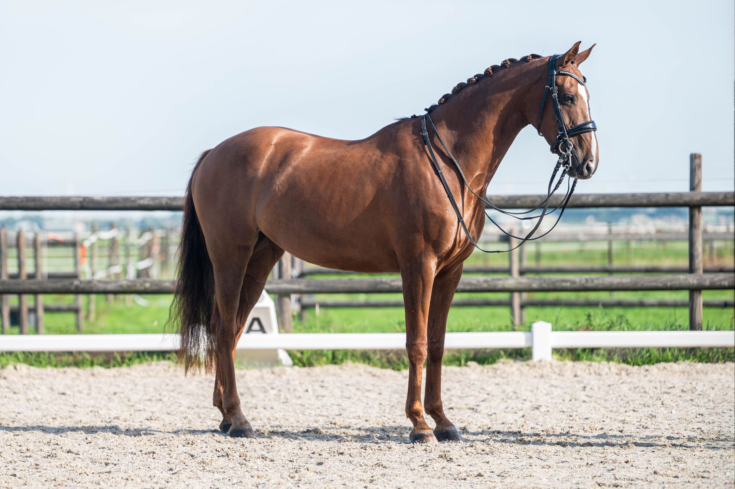 kwpn dressuurpaard merrie 10 ετών andere-kleur προς πώληση - Φωτογραφία 5