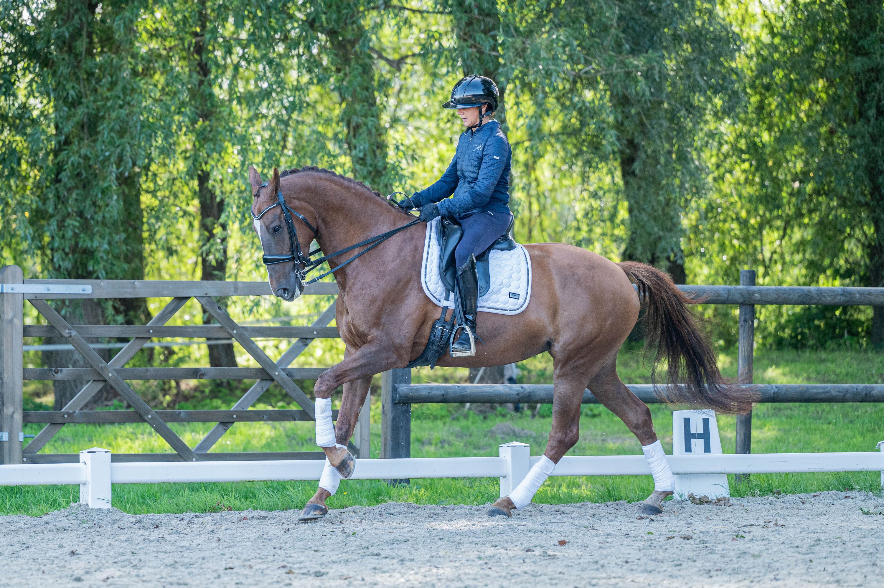 kwpn dressuurpaard merrie 10 ετών andere-kleur προς πώληση - Φωτογραφία 2