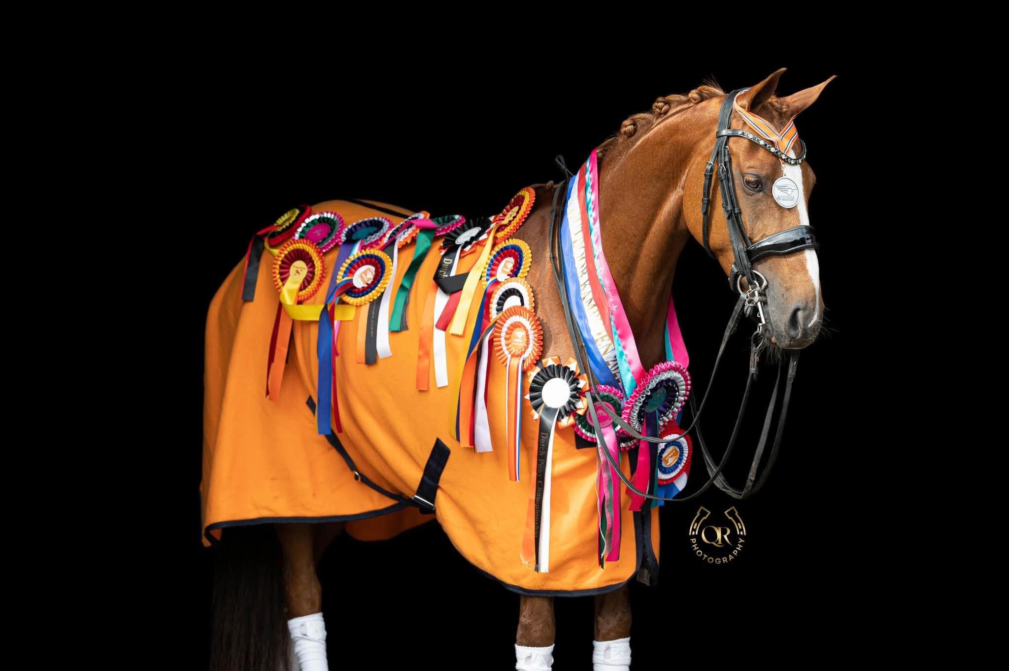 ?? FEI PONIES & TOP PROSPECTS FOR SALE ??