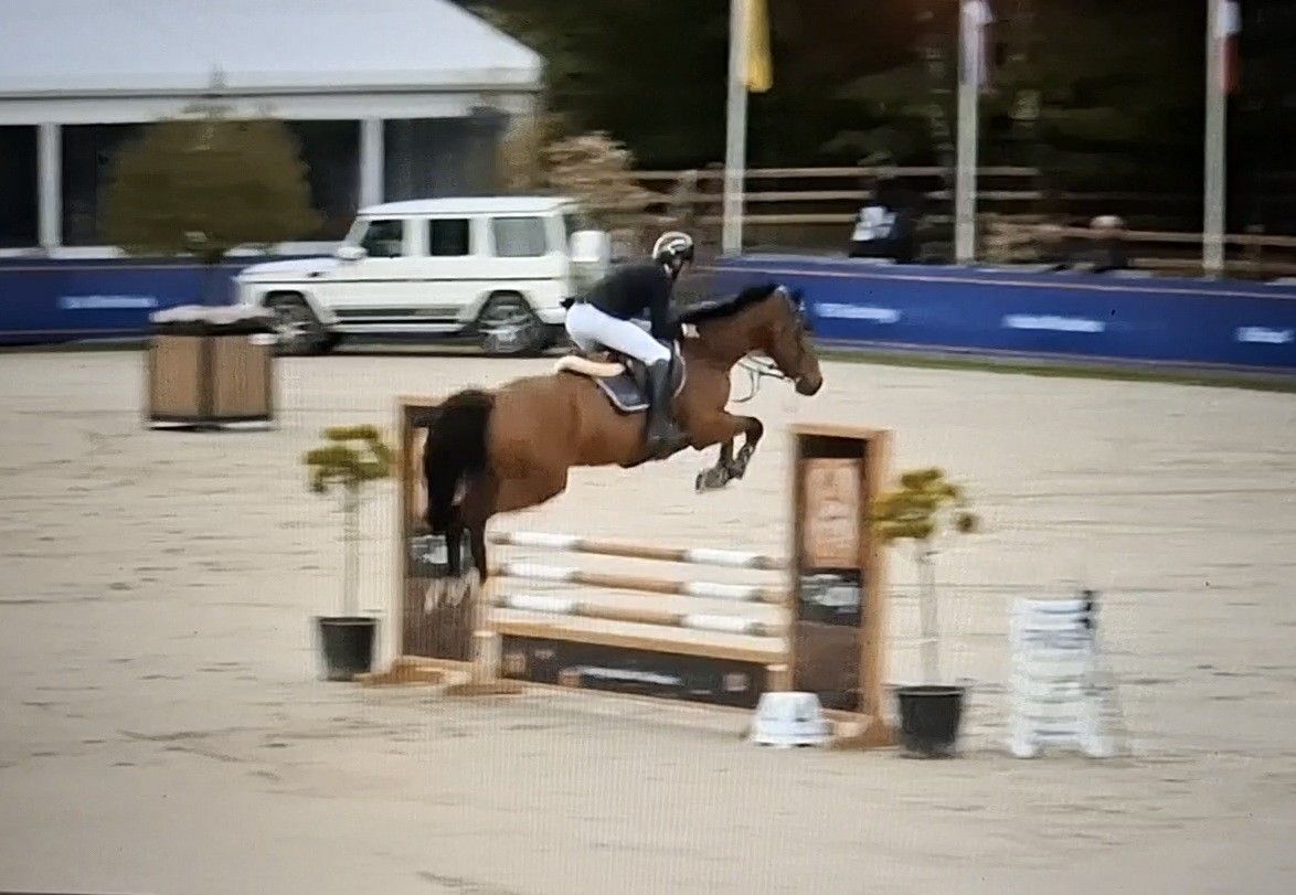 kwpn eventingpaard ruin 6 vuotta bruin myytävänä - Kuva 2