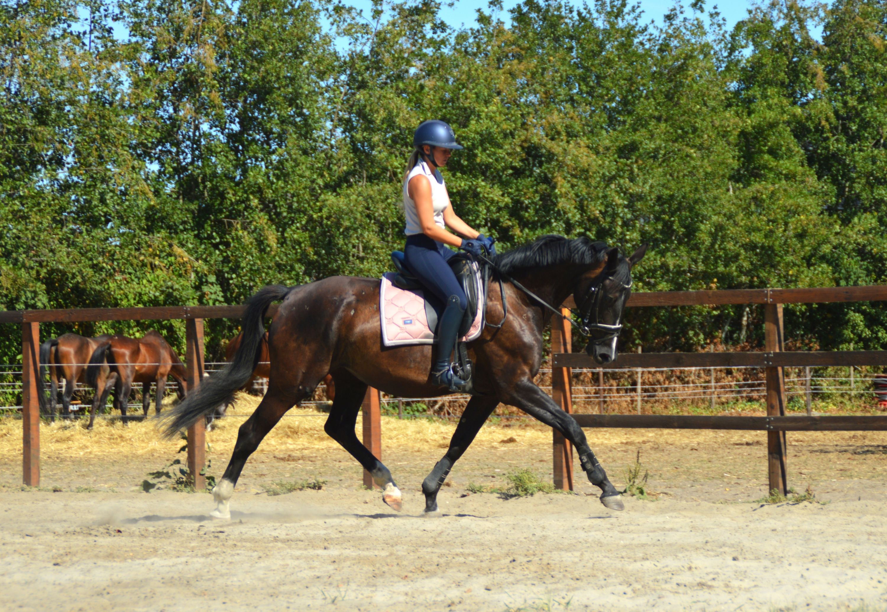 Raya D’Ottie FHS - high-quality 5-year-old