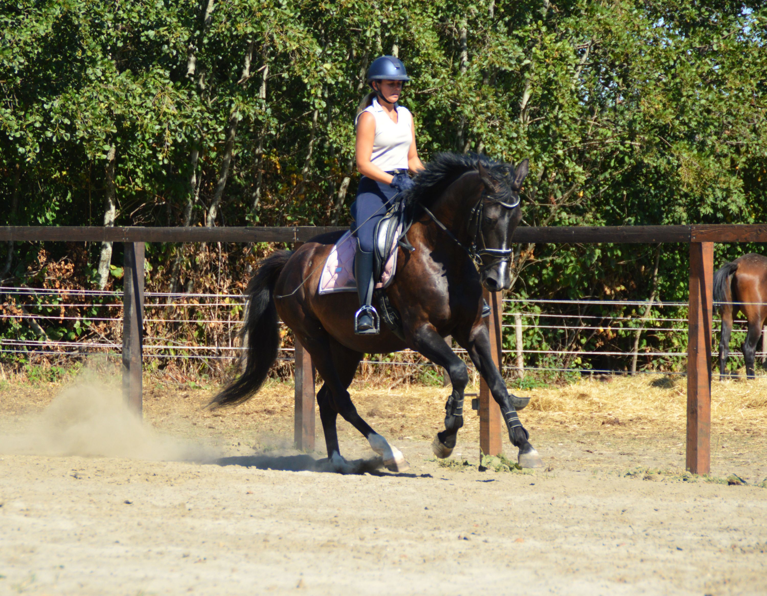 kwpn dressuurpaard merrie 5 years old zwart for sale - Photo 4