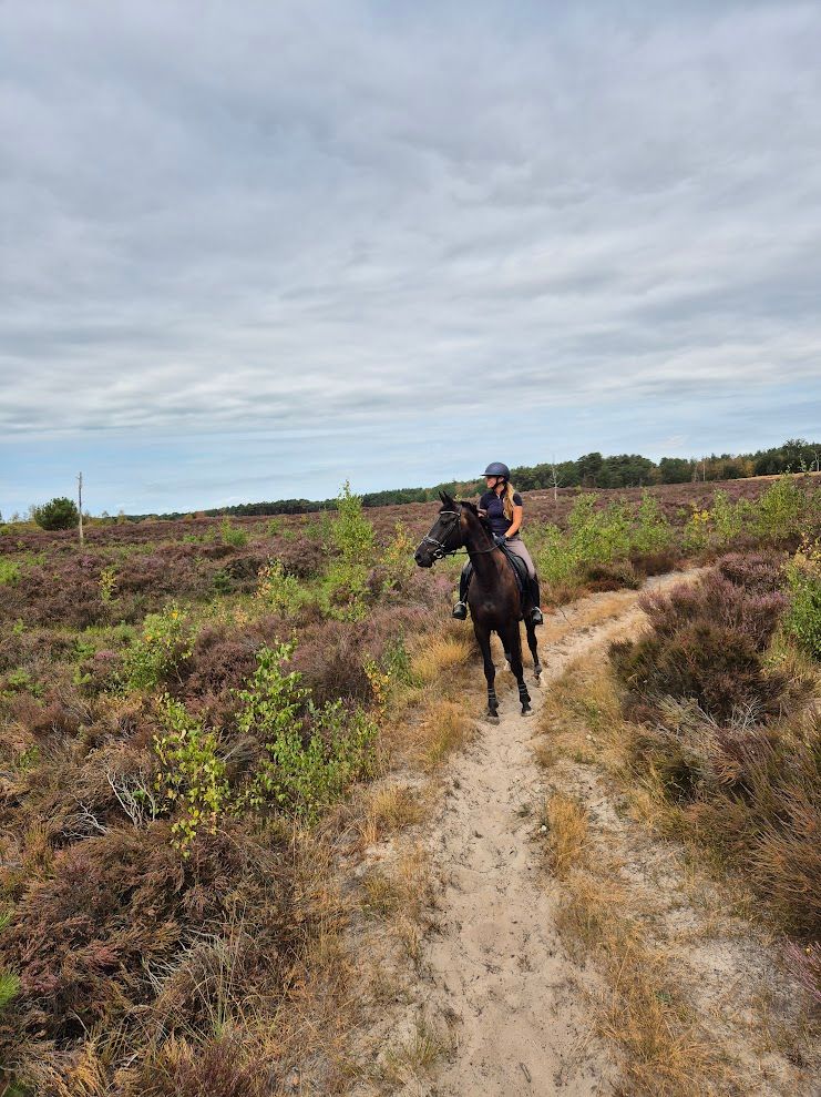 kwpn dressuurpaard merrie 5 years old zwart for sale - Photo 3