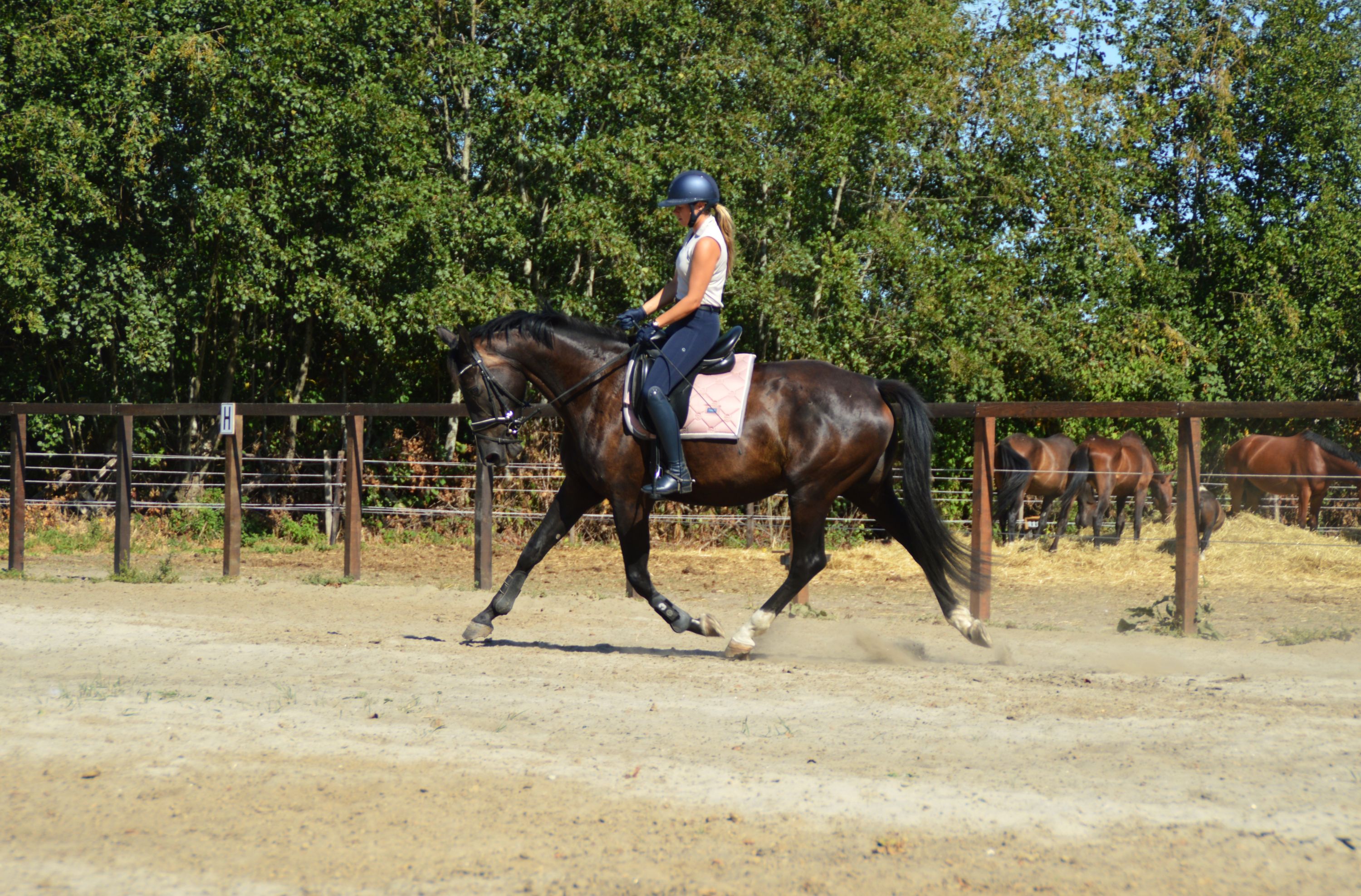 kwpn dressuurpaard merrie 5 years old zwart for sale - Photo 5