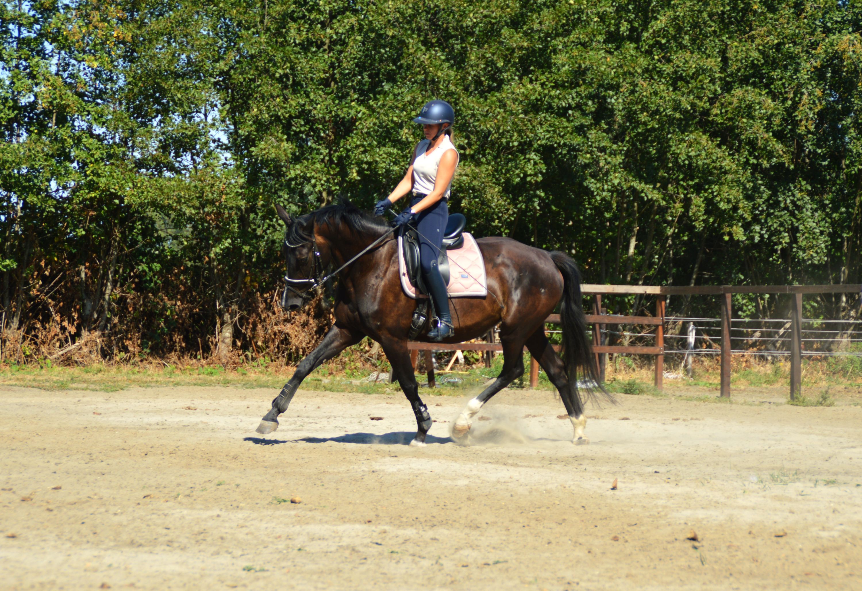 kwpn dressuurpaard merrie 5 years old zwart for sale - Photo 2