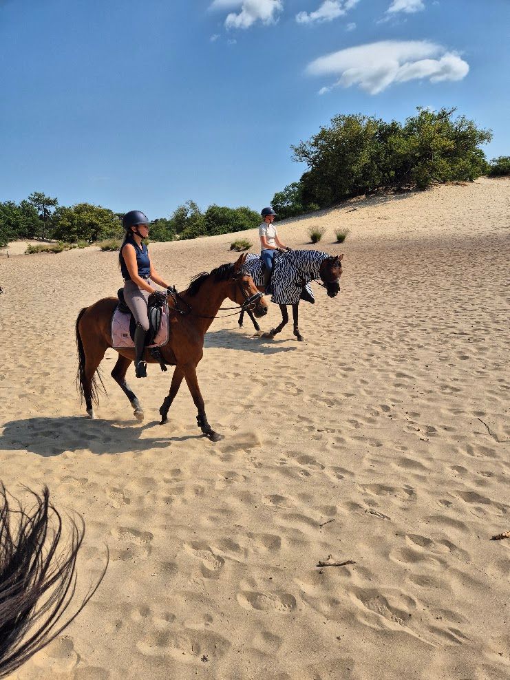 kwpn dressuurpony merrie 5 years old bruin for sale - Photo 5