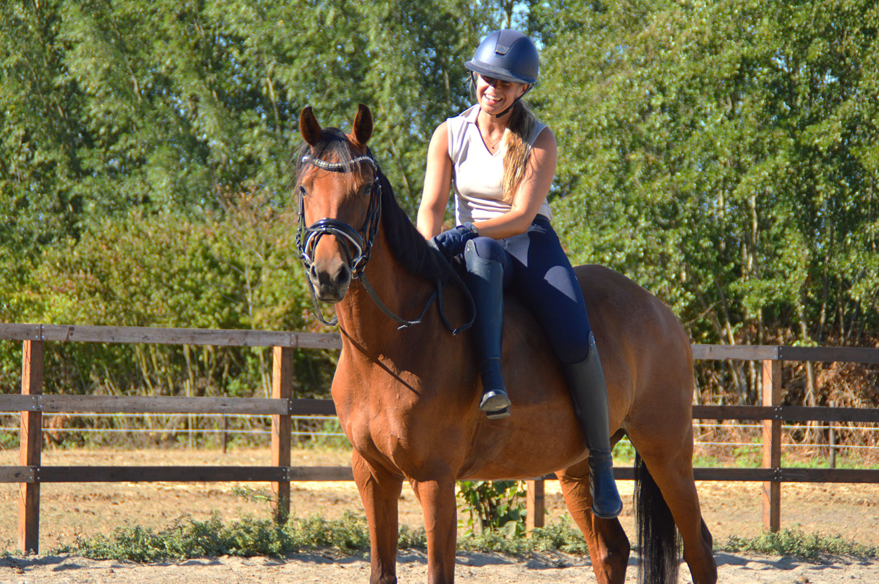 kwpn dressuurpony merrie 5 years old bruin for sale - Photo 2