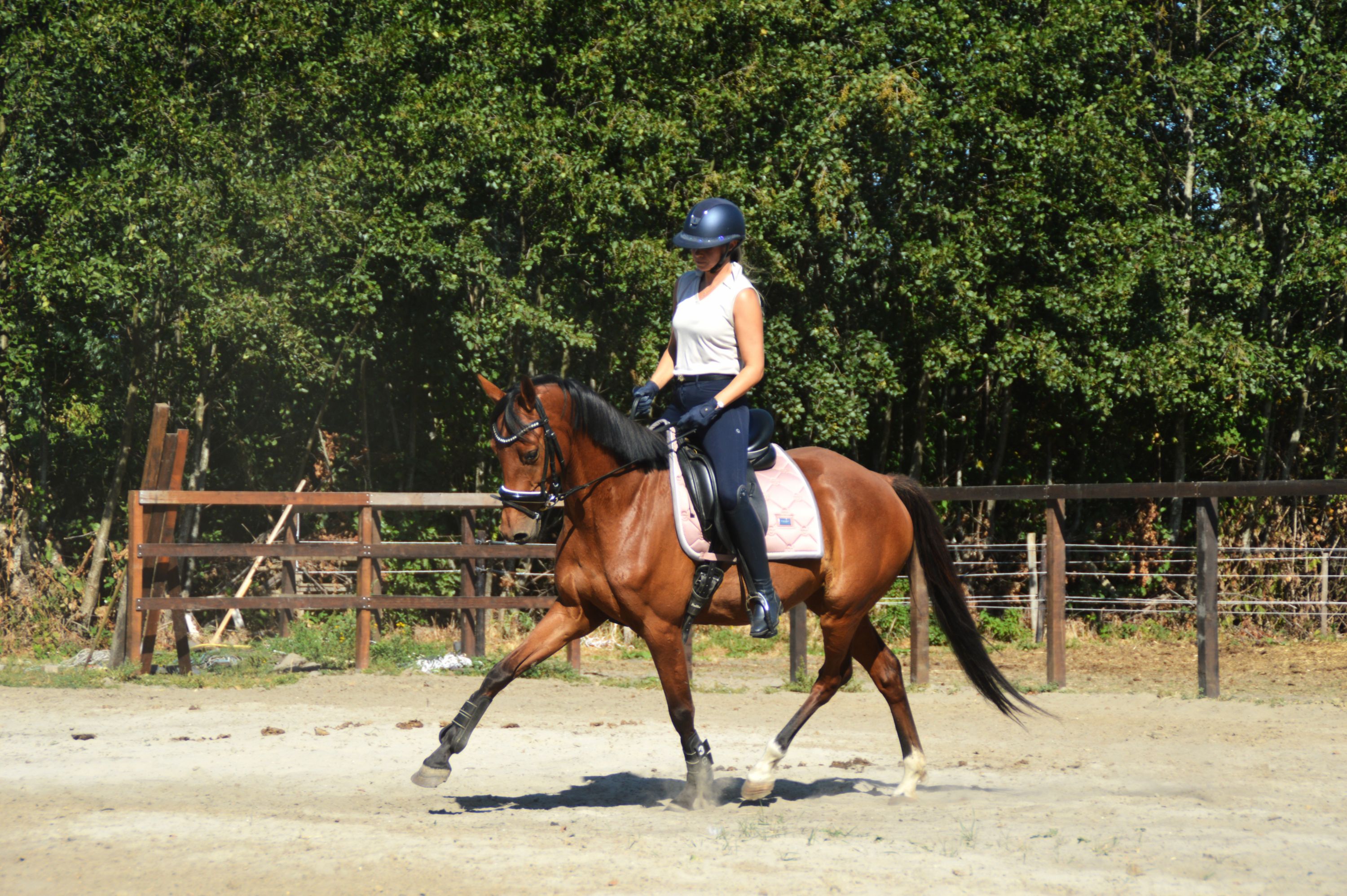 kwpn dressuurpony merrie 5 years old bruin for sale - Photo 3