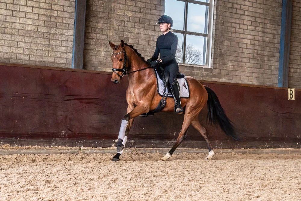 kwpn dressuurpony merrie 5 years old bruin for sale - Photo 6