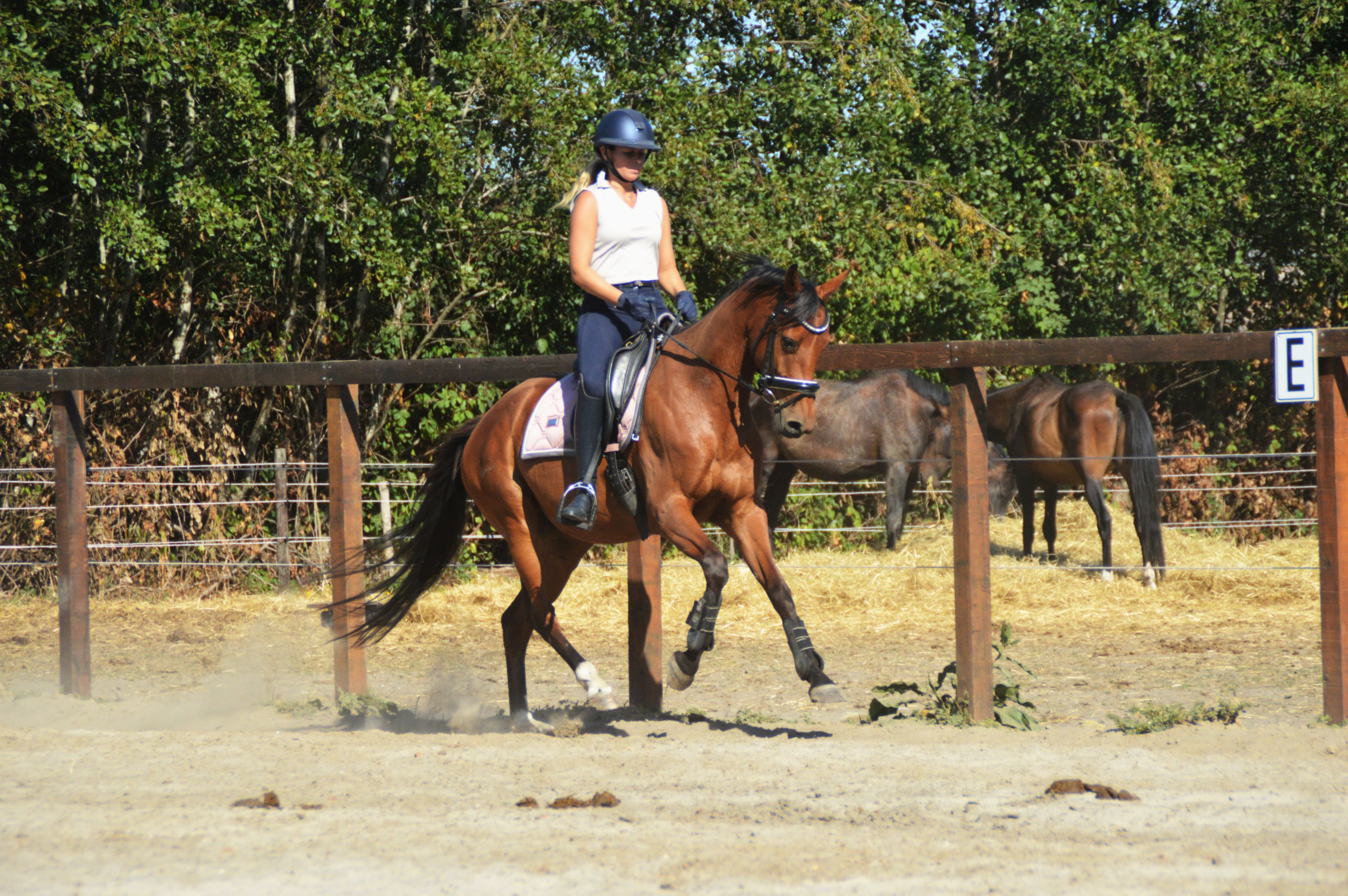kwpn dressuurpony merrie 5 years old bruin for sale - Photo 4