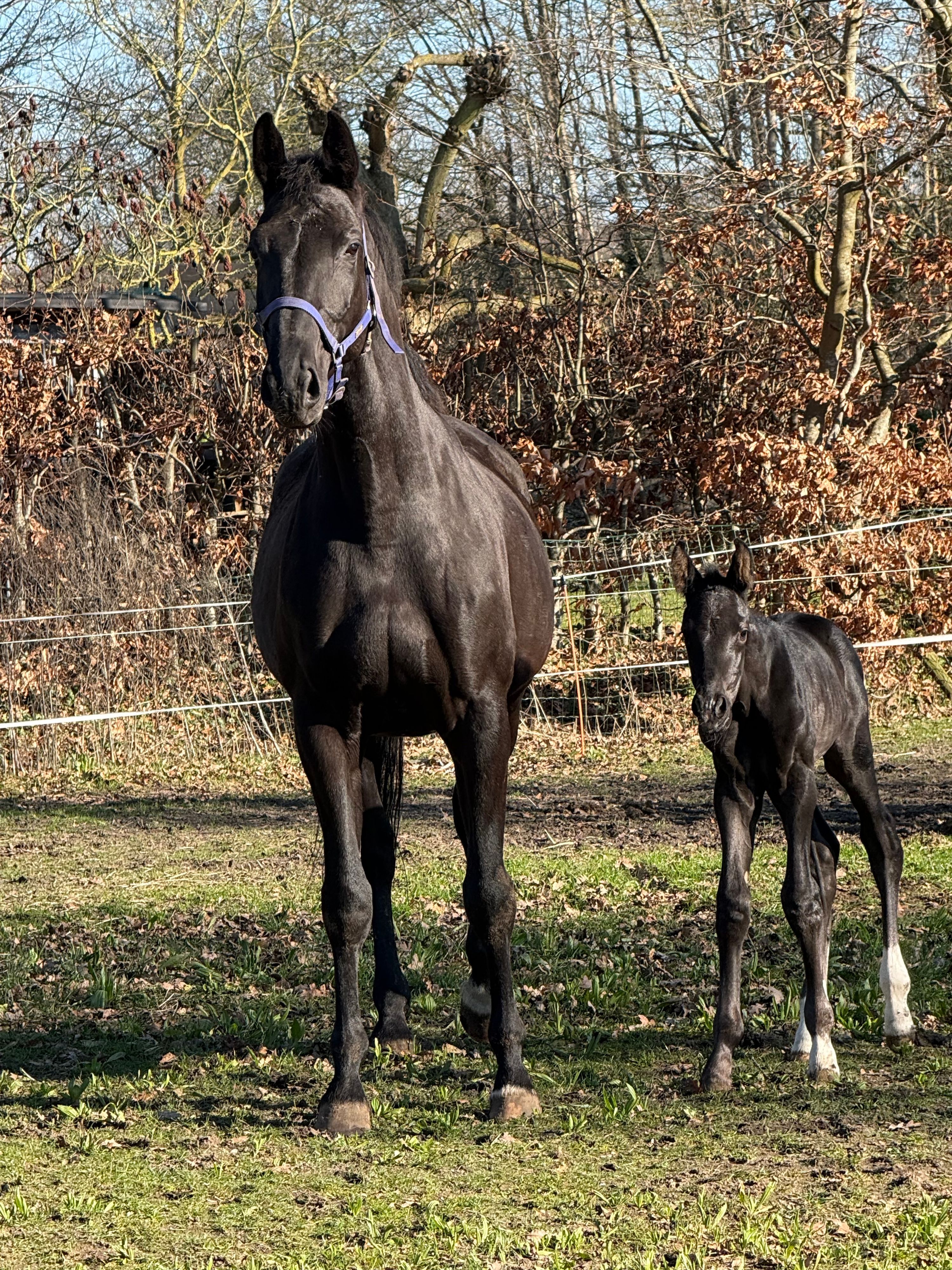 kwpn dressuurpaard hengst 0 years old zwart for sale - Photo 2