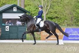 kwpn dressuurpaard hengst 0 years old zwart for sale - Photo 3