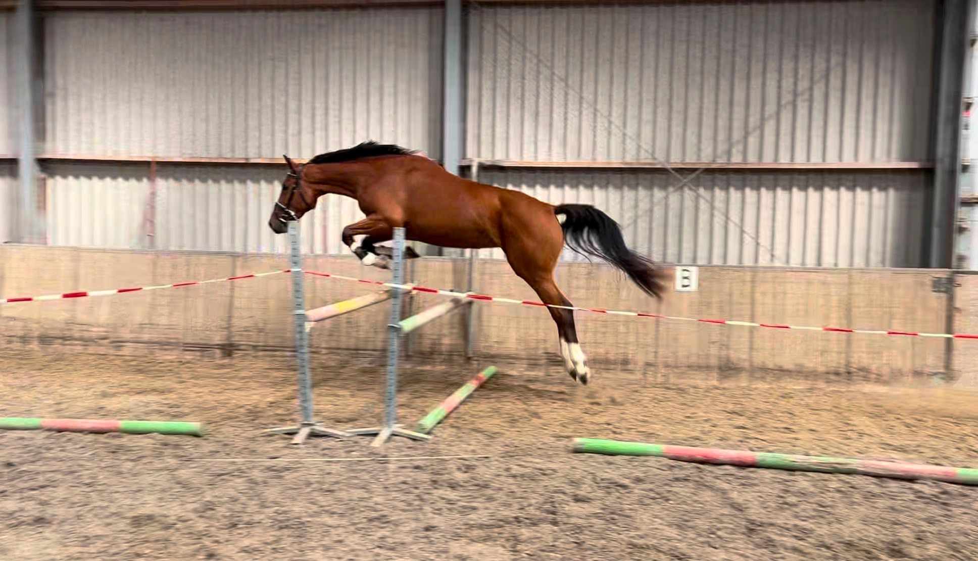 kwpn springpaard merrie 3 años bruin en venta - Foto 5