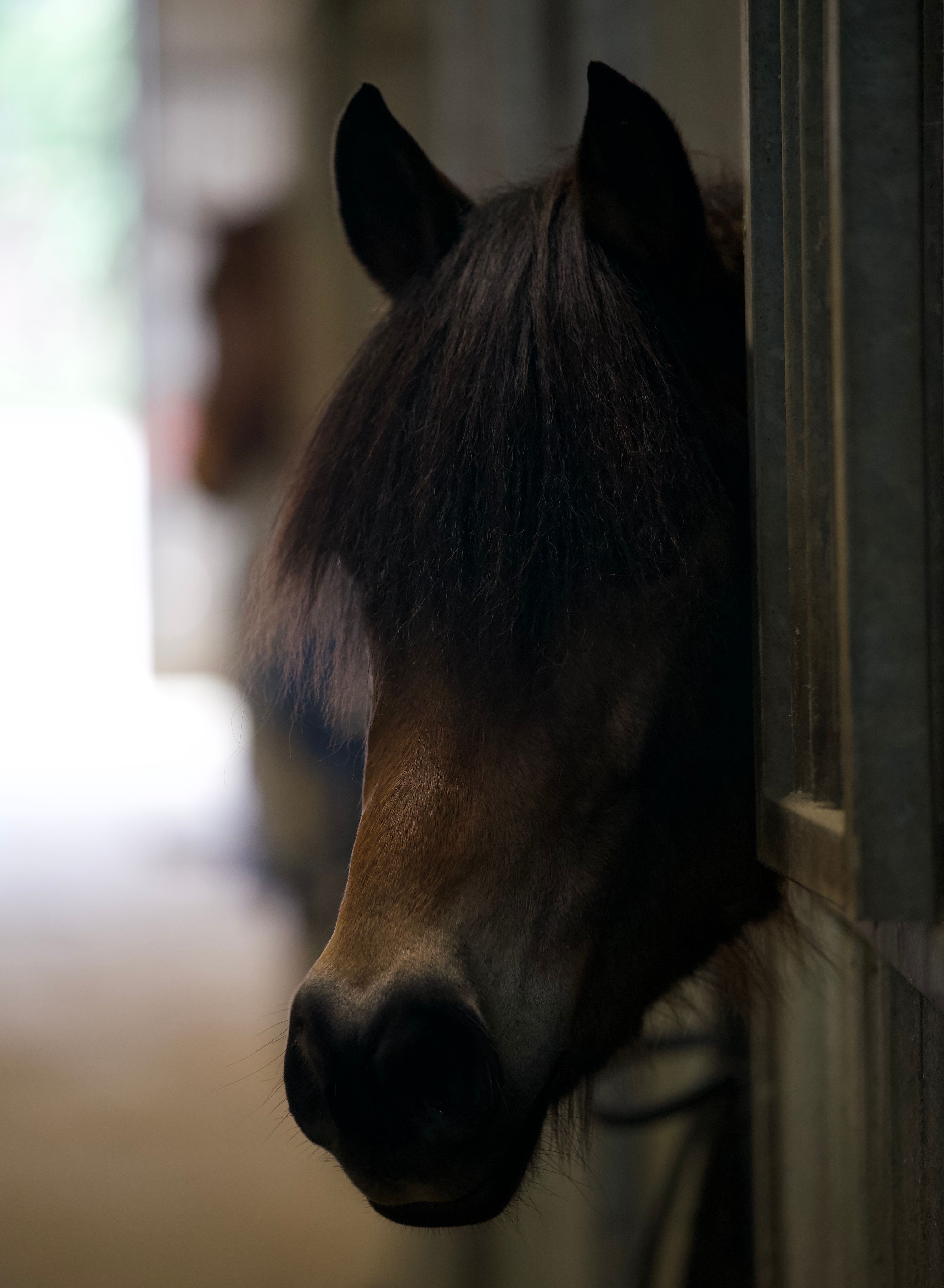 Versatile 6-Year-Old Pony Mare with Sport Potential