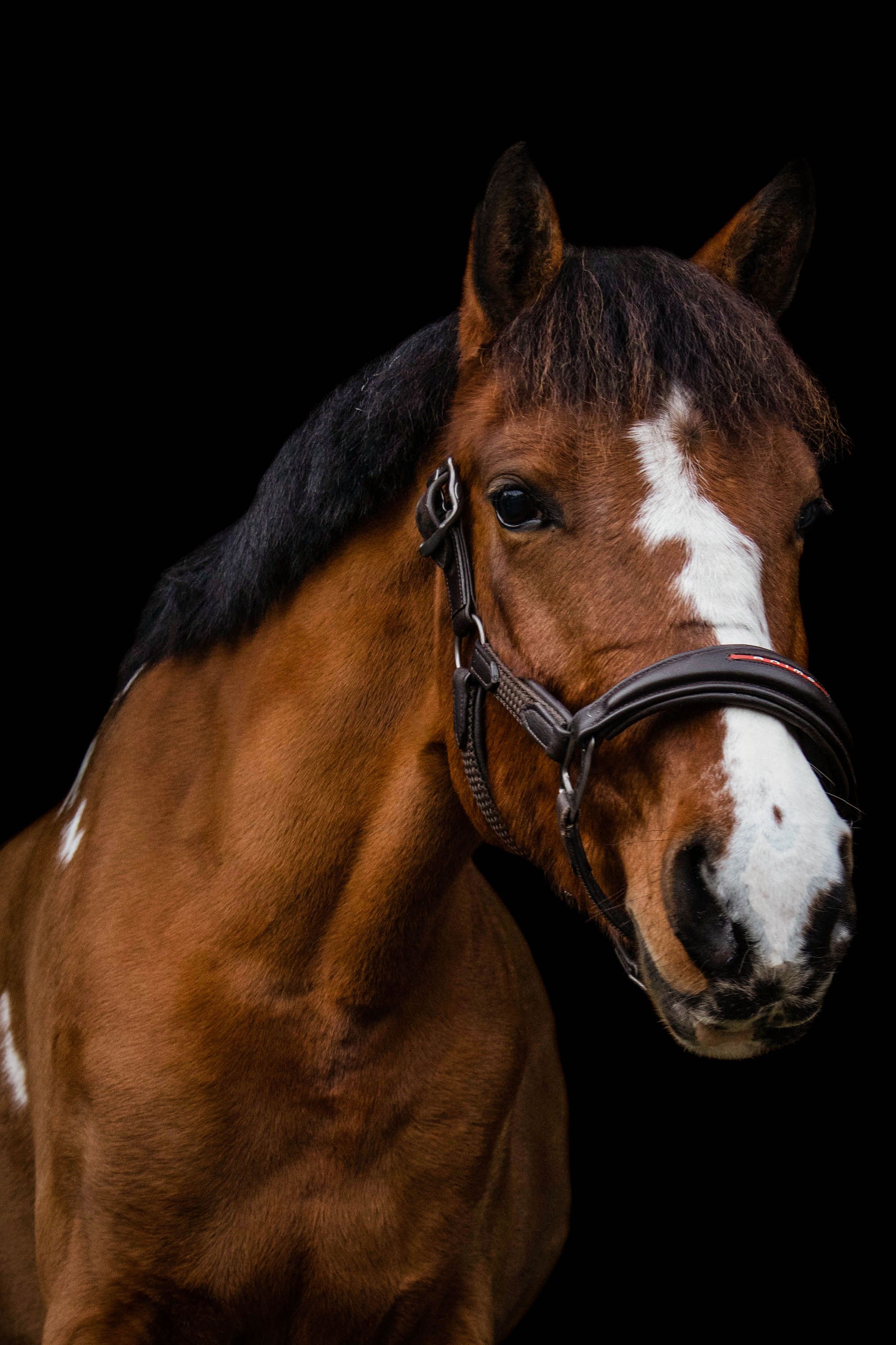 D-Pony zu verkaufen