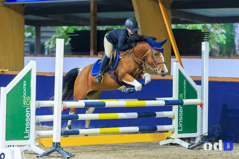ander allround-pony merrie 10 Jahre alt andere-kleur zu verkaufen - Foto 3