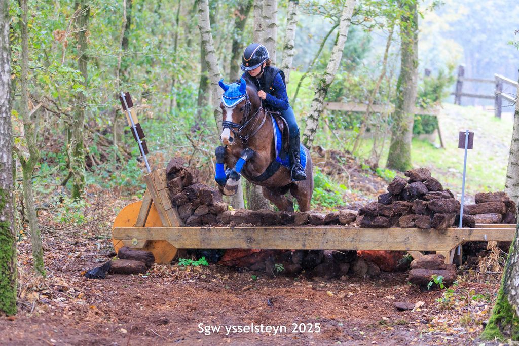 welsh allround-pony ruin 7 anos bruin à venda - Foto 5