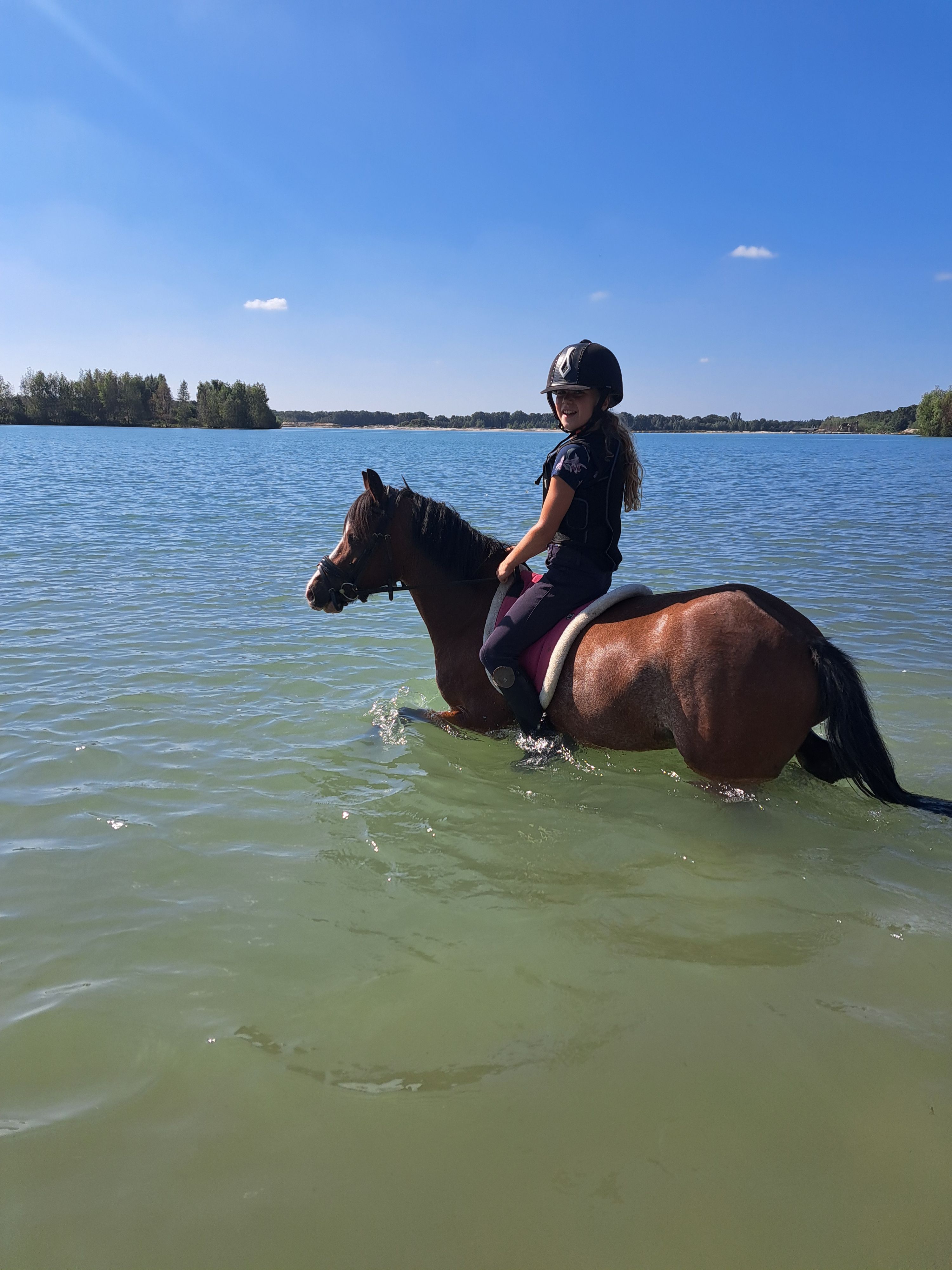 welsh allround-pony ruin 7 anos bruin à venda - Foto 4