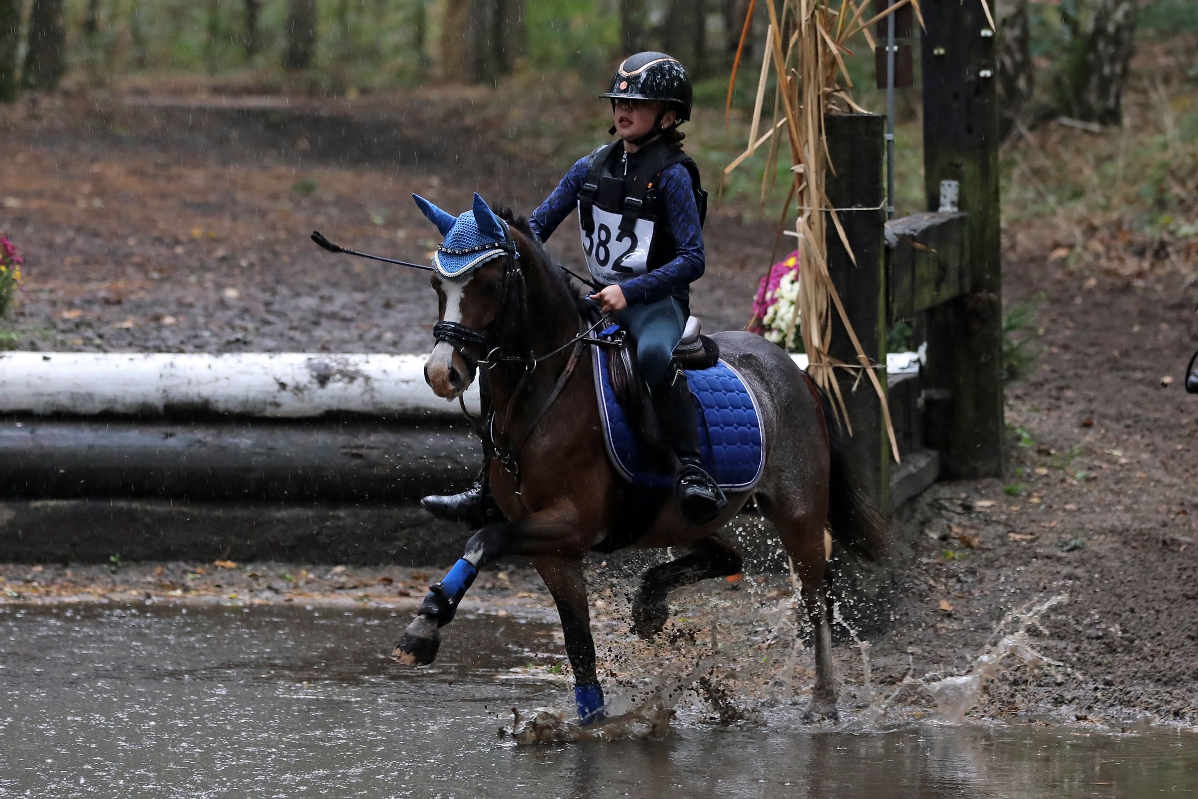 welsh allround-pony ruin 7 anos bruin à venda - Foto 2