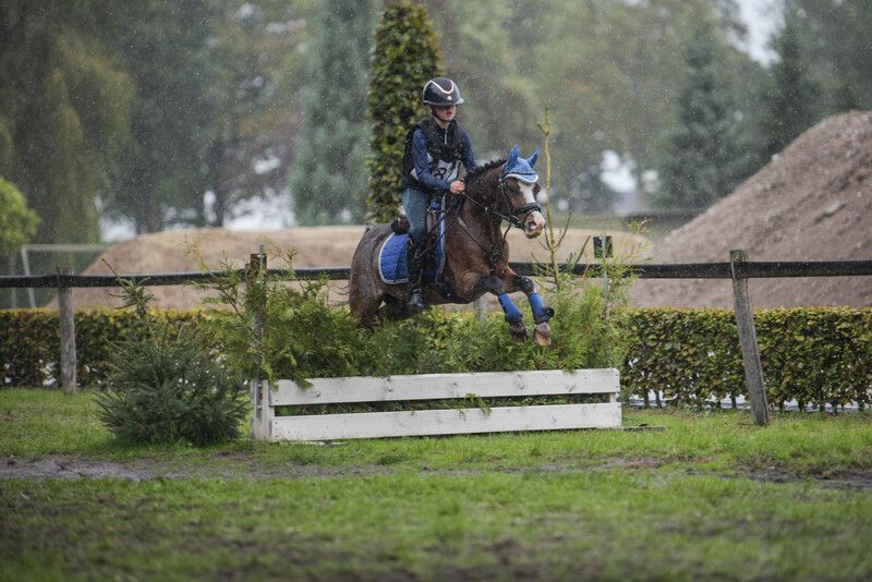 welsh allround-pony ruin 7 anos bruin à venda - Foto 6