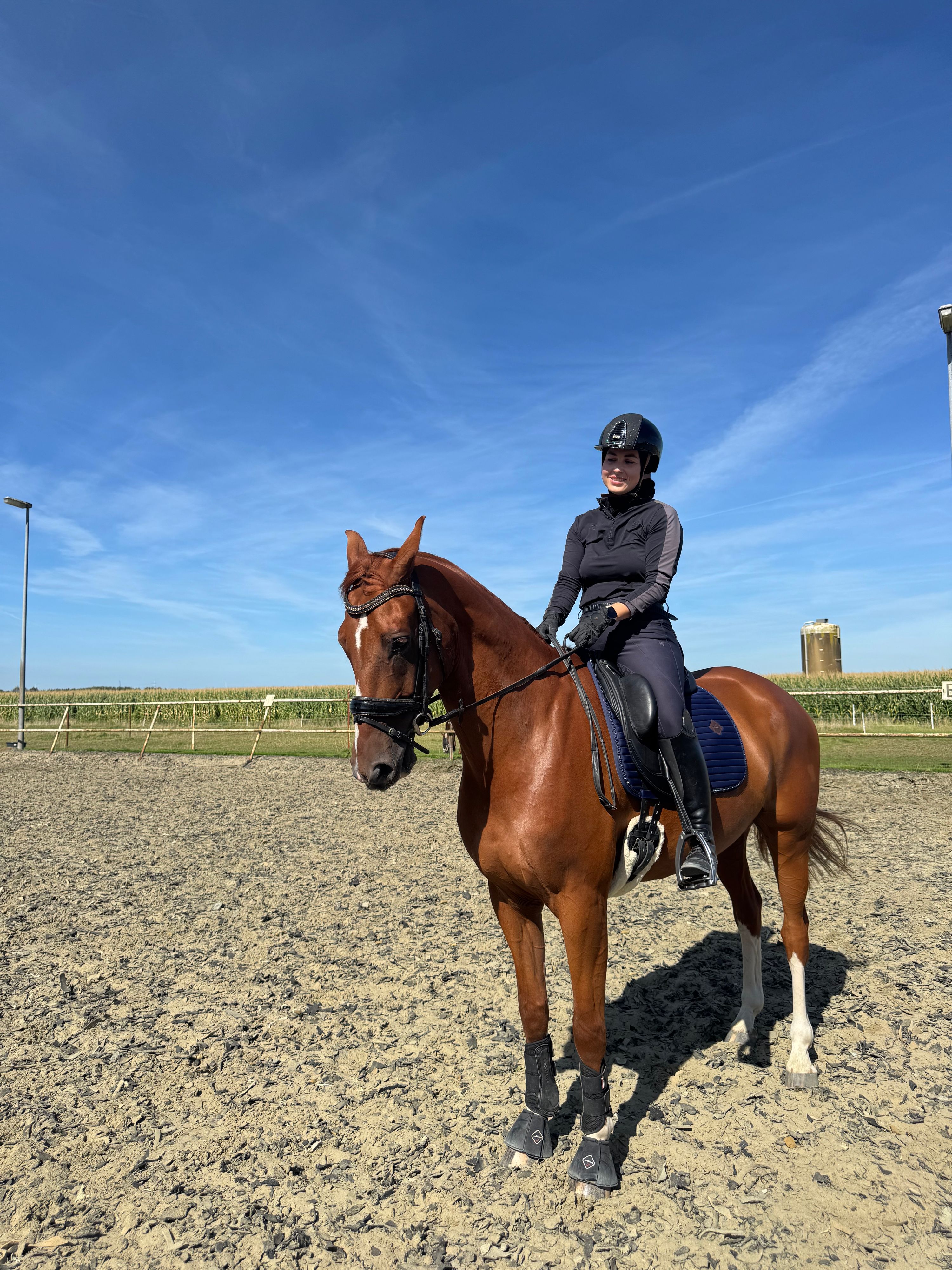 kwpn dressuurpaard ruin 8 år vos till salu - Foto 3