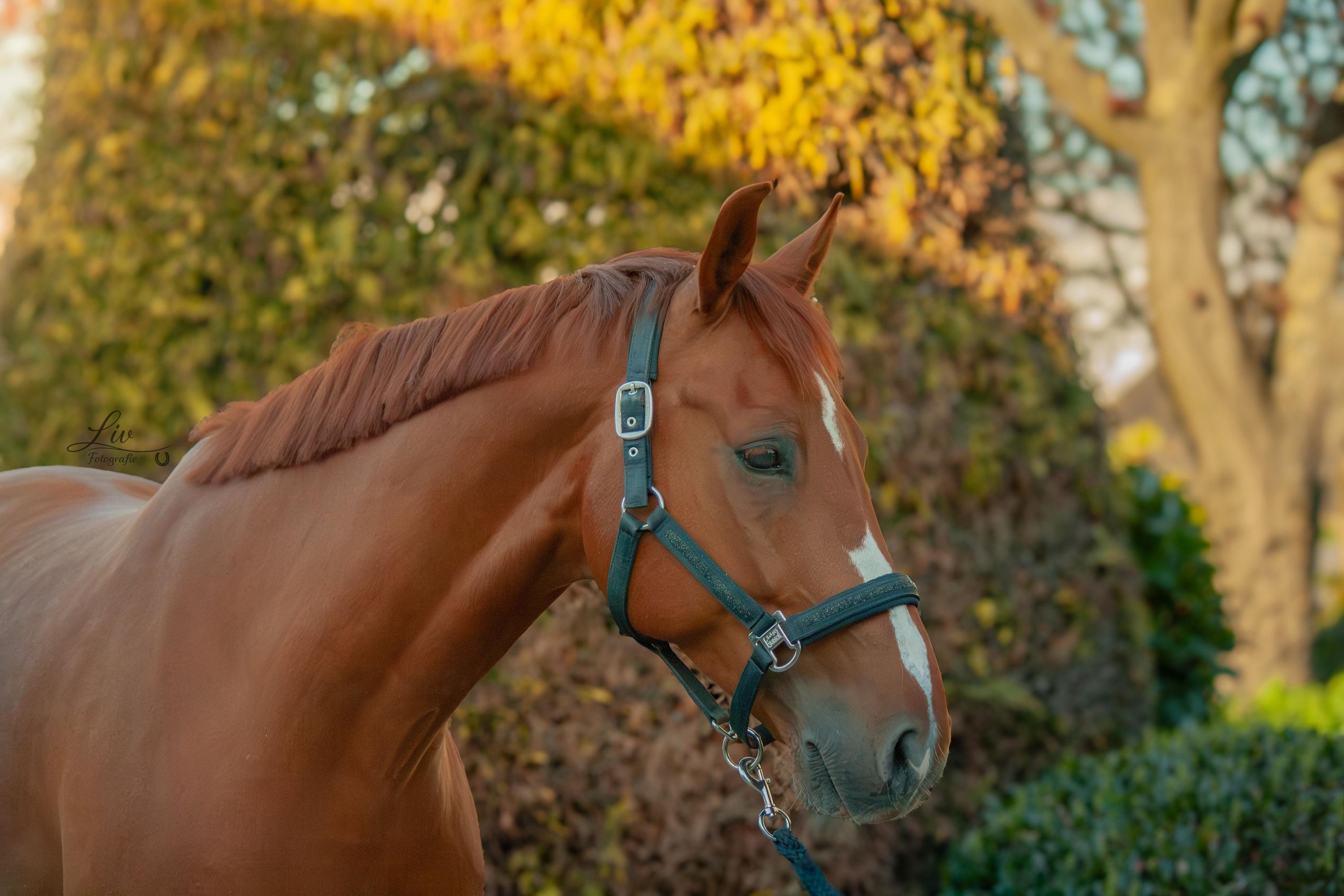 kwpn dressuurpaard ruin 8 år vos till salu - Foto 4