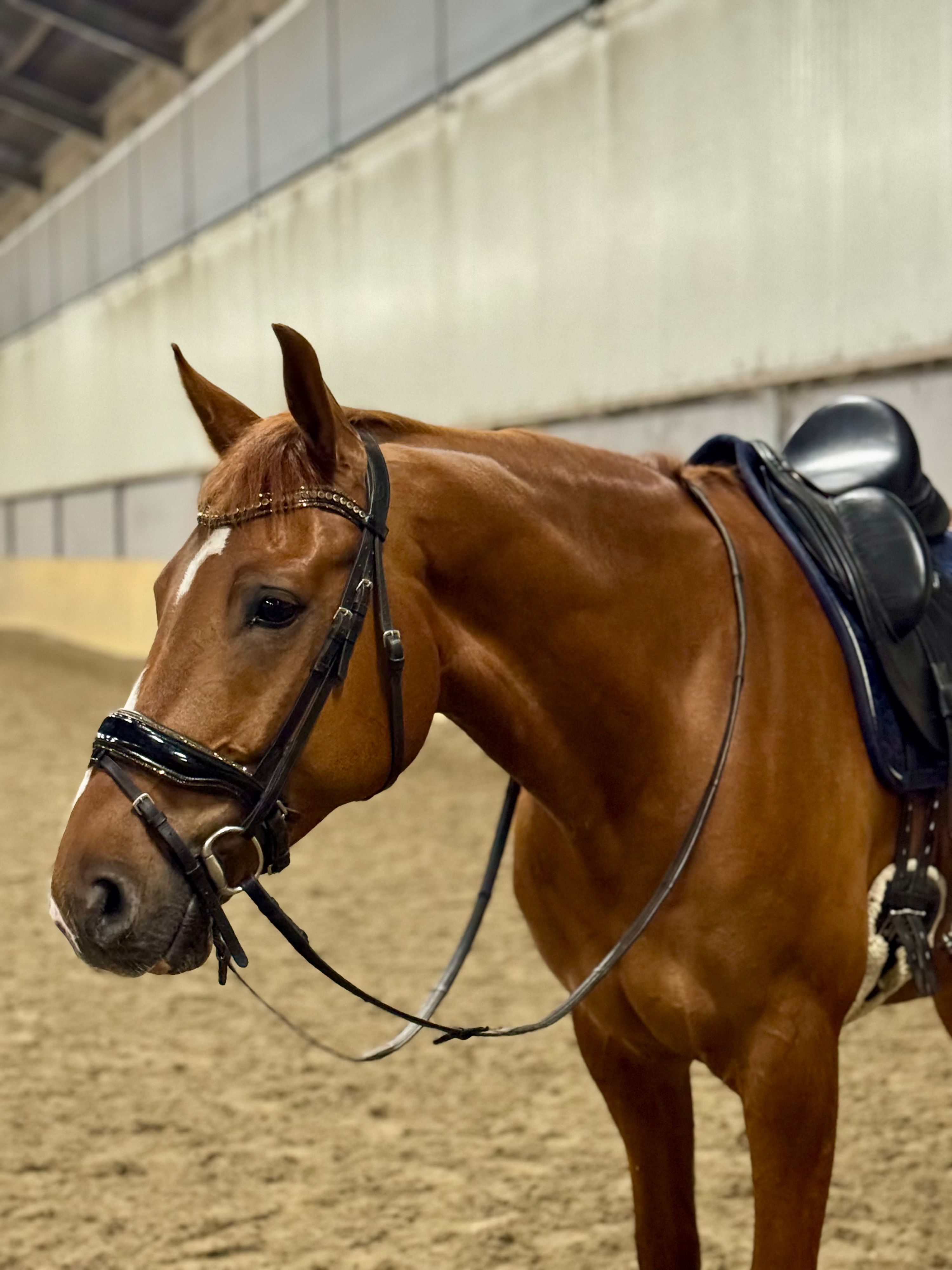kwpn dressuurpaard ruin 8 år vos till salu - Foto 2