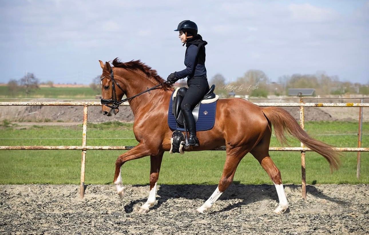 New Castle (Double Dutch x Bexandra) – trevlig KWPN-valack på 1,68 m med stor talang för sporten