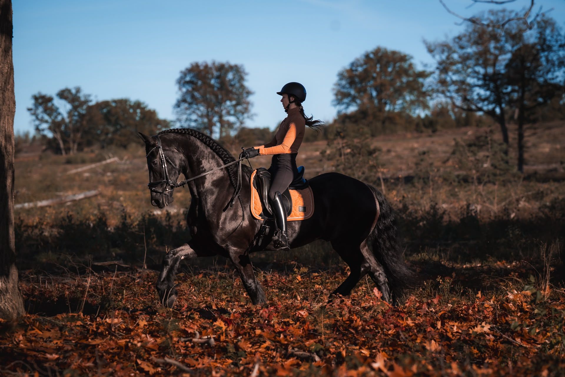 Caballo frisón capón polivalente
