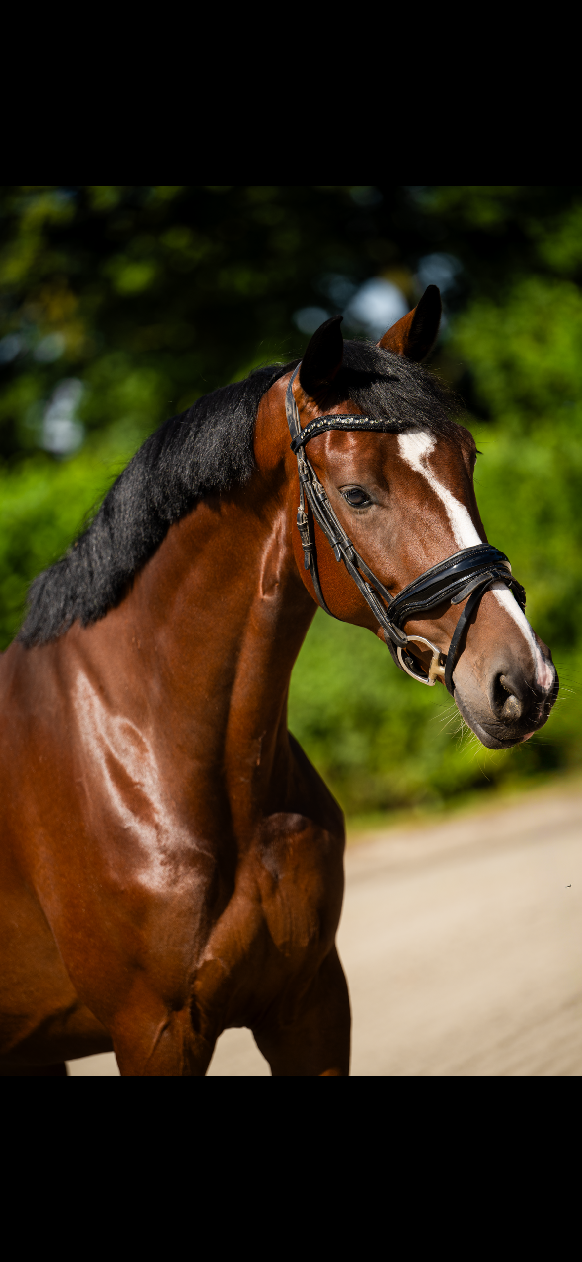 Fantastic dressage prospect