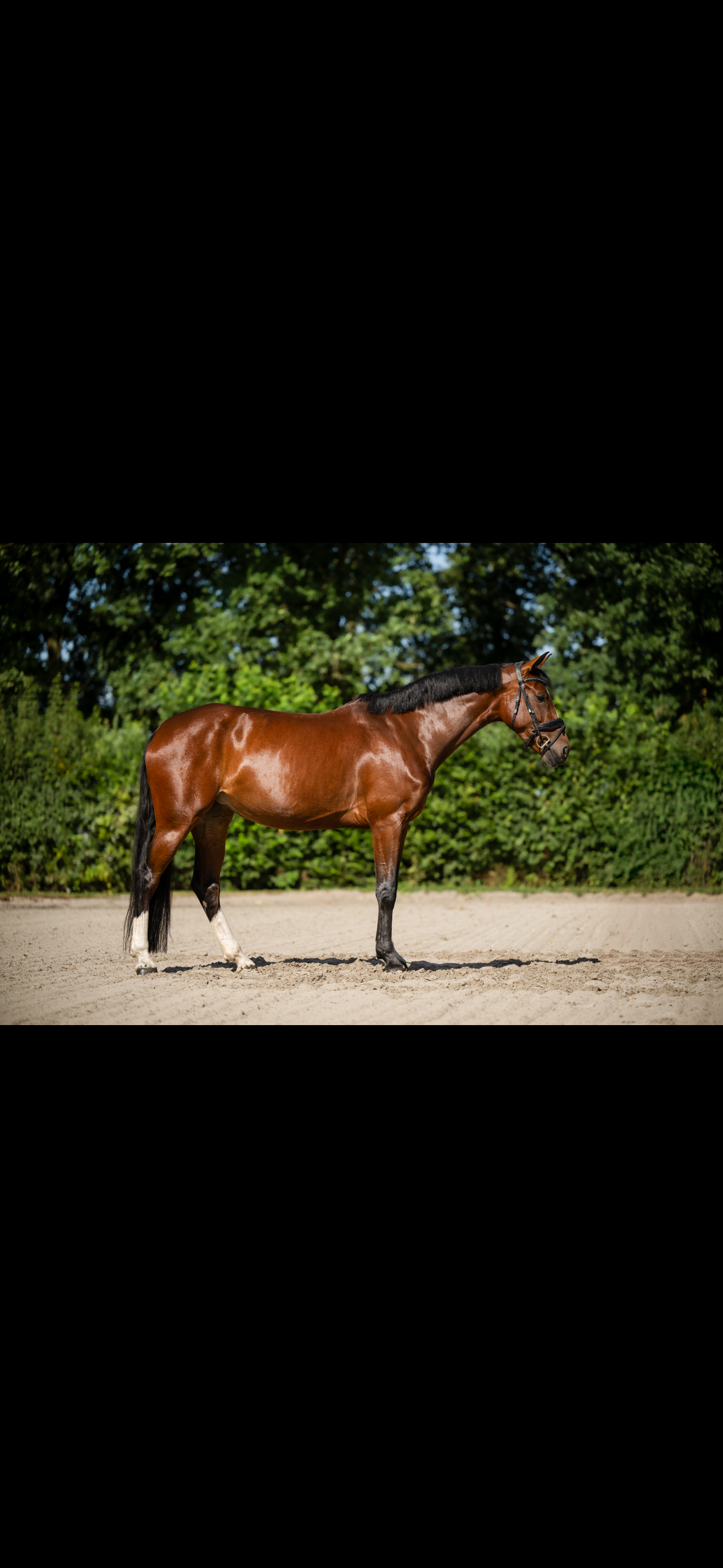 kwpn dressuurpaard merrie 6 years old bruin for sale - Photo 2