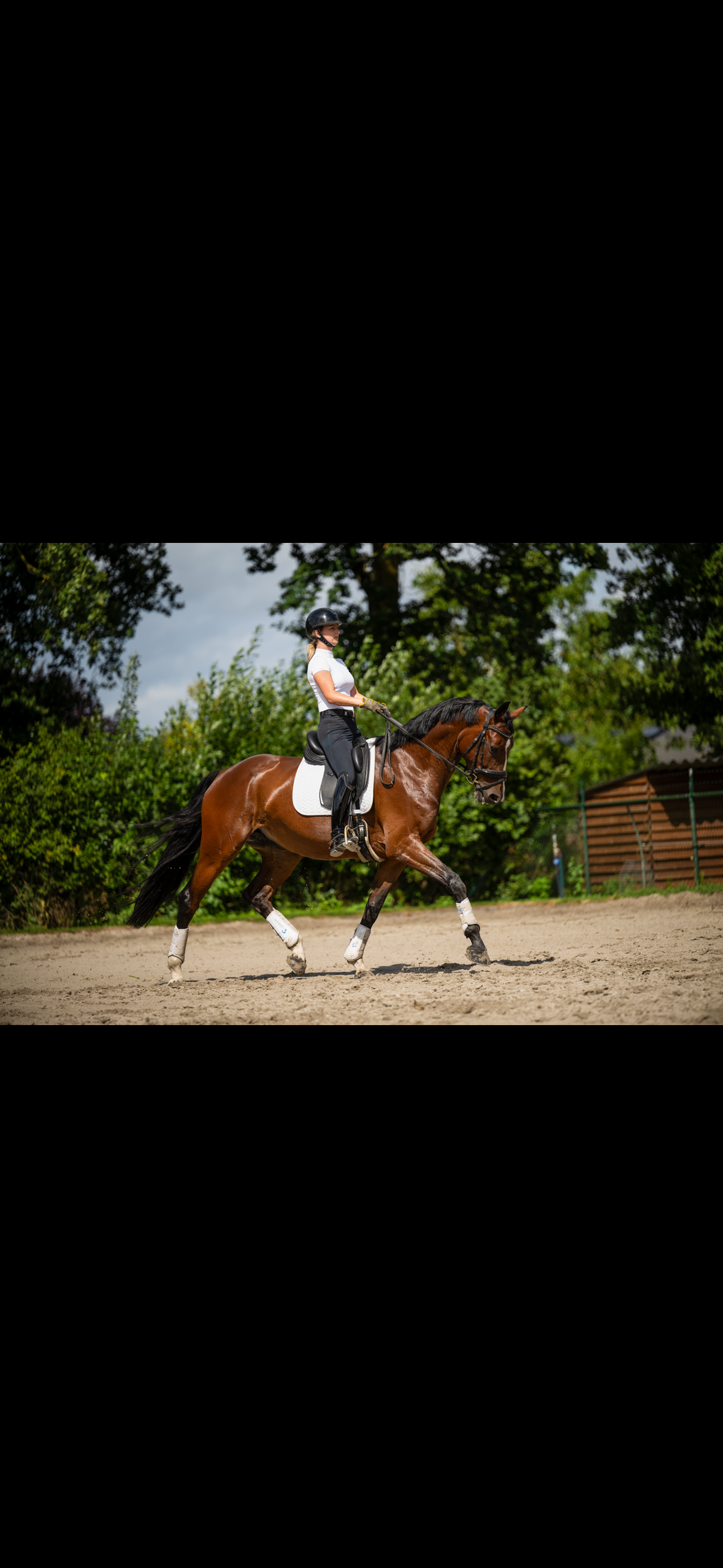 kwpn dressuurpaard merrie 6 years old bruin for sale - Photo 3