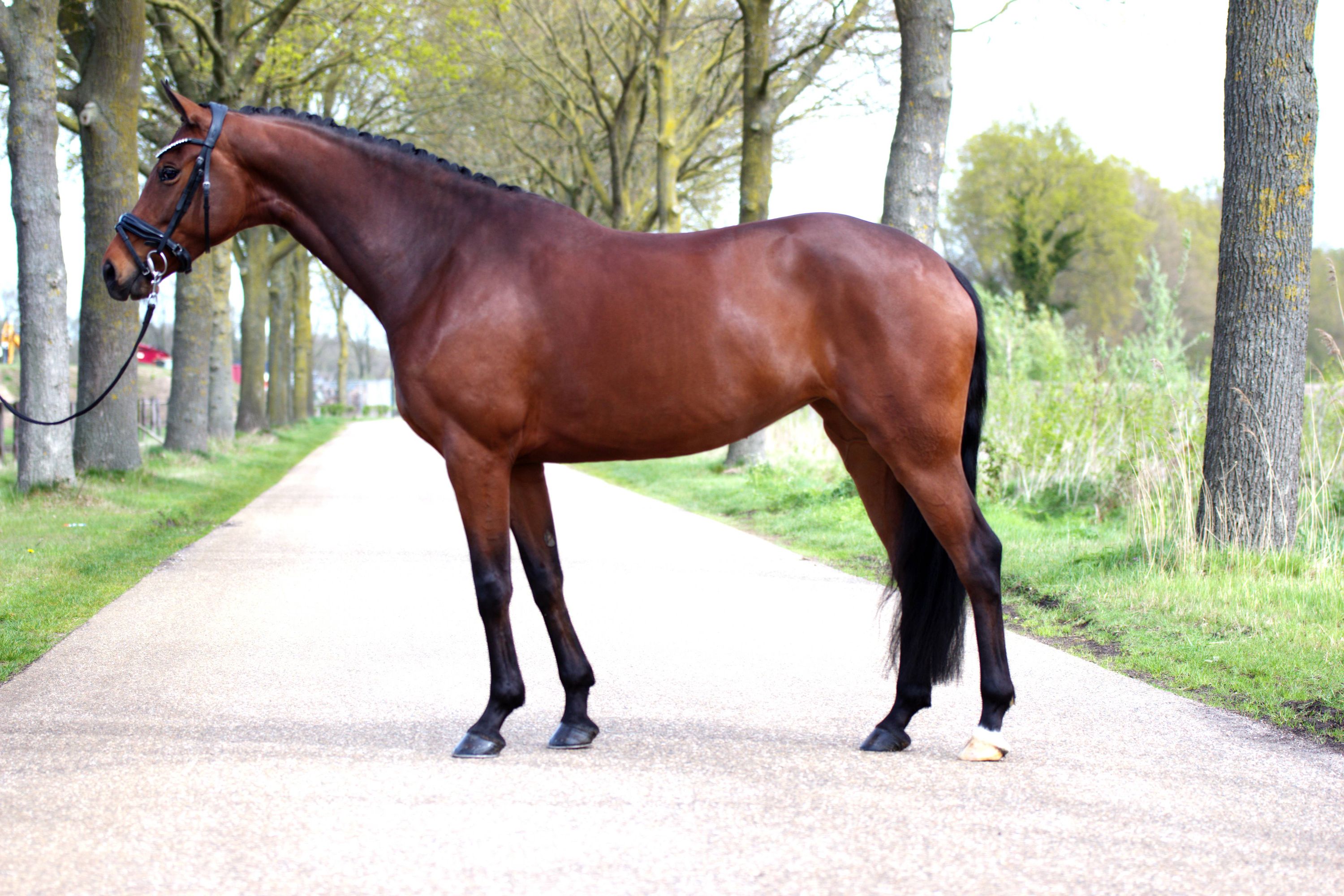 kwpn dressuurpaard merrie 5 ani bruin de vânzare - Foto 4