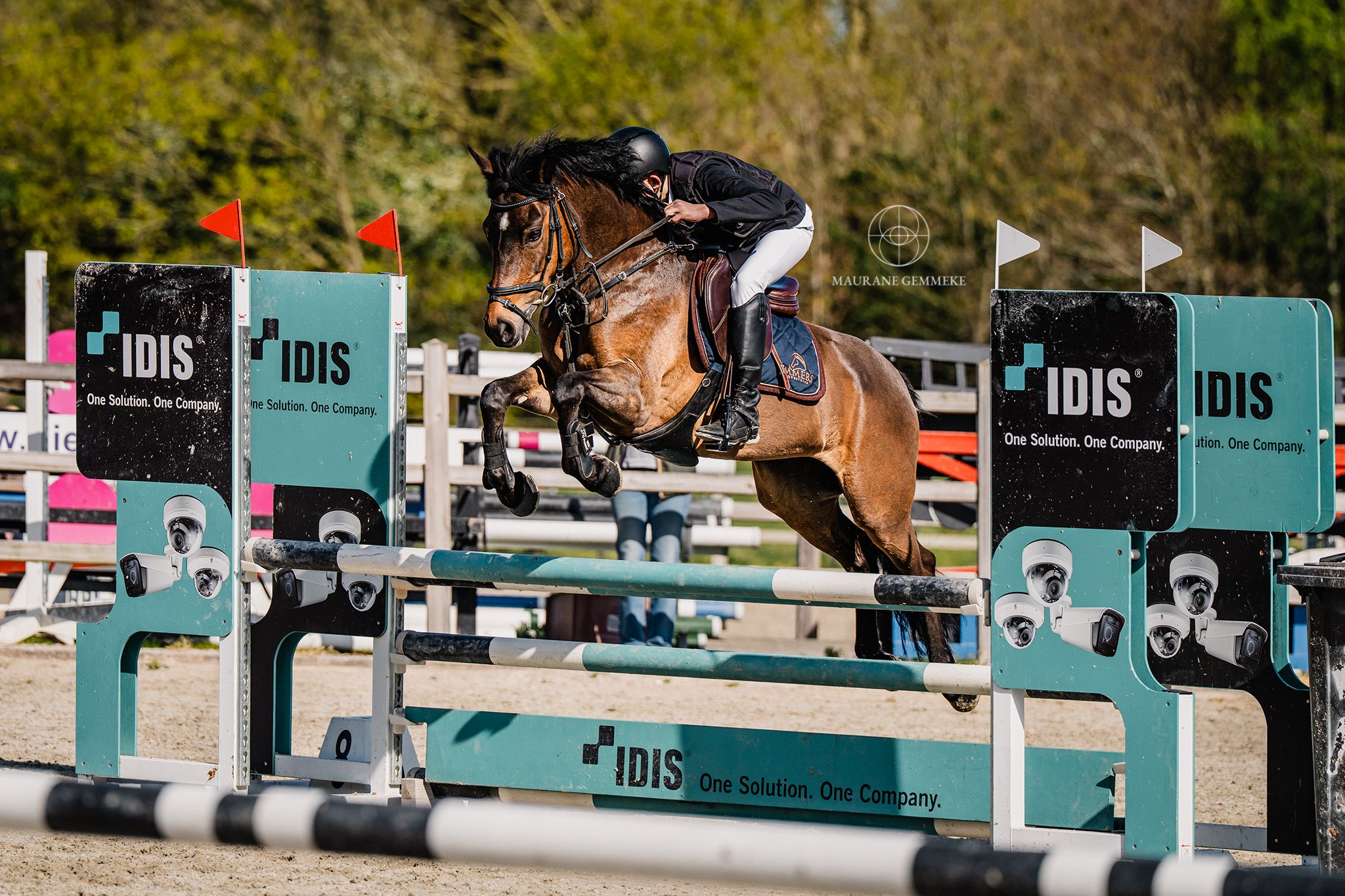 new-forest allround-pony merrie 10 ans donkerbruin à vendre - Photo 2