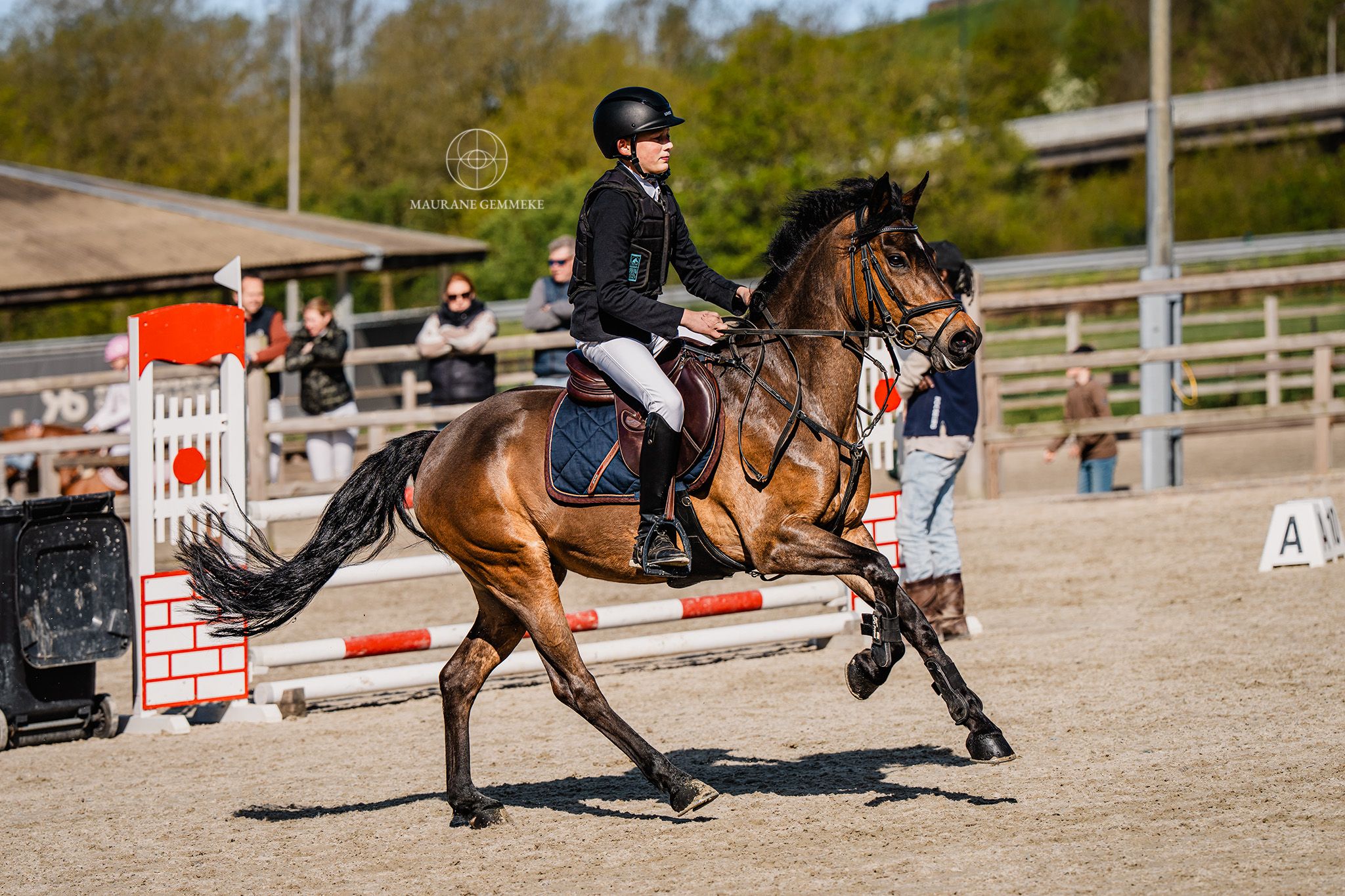 Poney D New Forest polyvalent de 10 ans