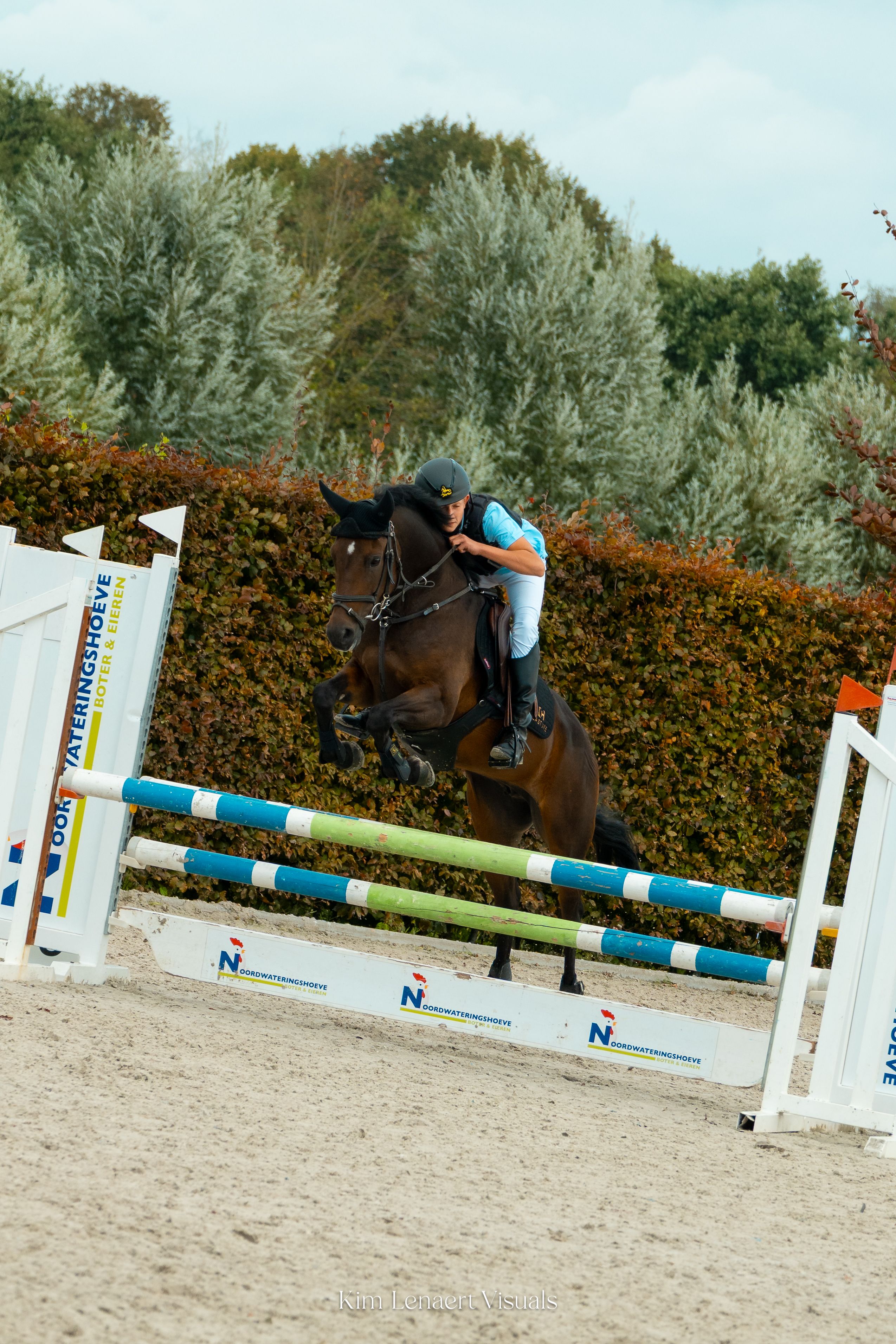 new-forest allround-pony merrie 10 ans donkerbruin à vendre - Photo 4
