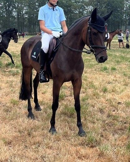 new-forest allround-pony merrie 10 ans donkerbruin à vendre - Photo 5