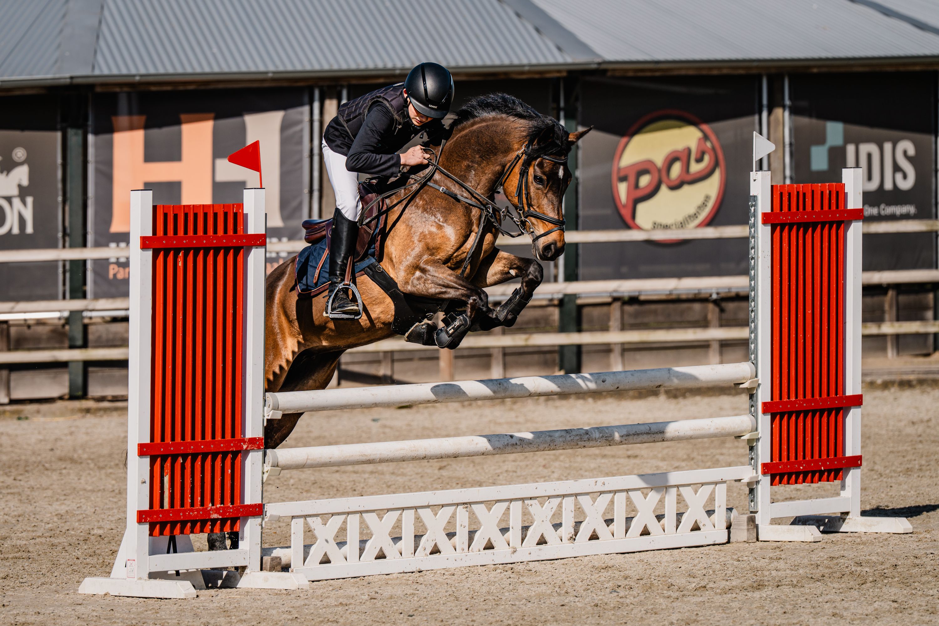 new-forest allround-pony merrie 10 ans donkerbruin à vendre - Photo 6