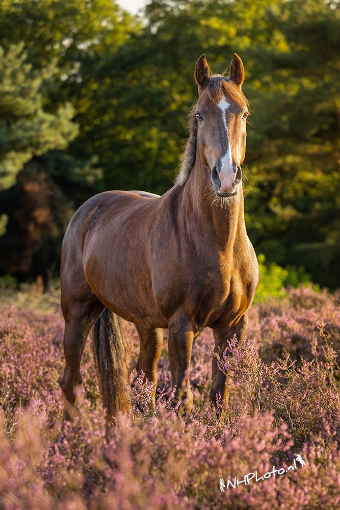 Gentil poney Welsh de 9 ans à vendre
