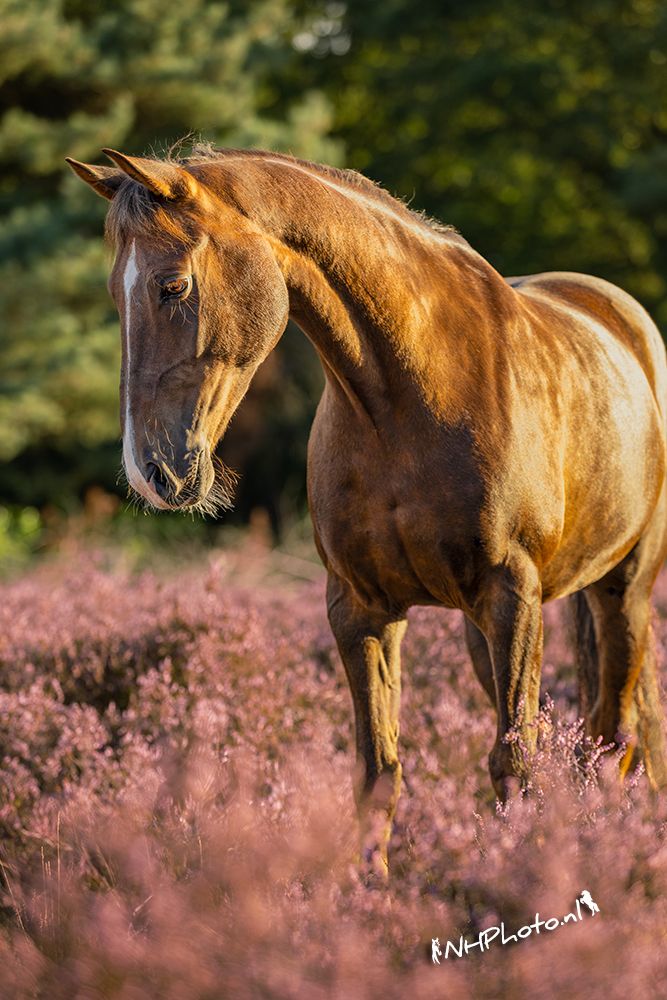 welsh-cob dressuurpony ruin 9 ans vos à vendre - Photo 3