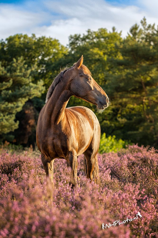 welsh-cob dressuurpony ruin 9 ans vos à vendre - Photo 2