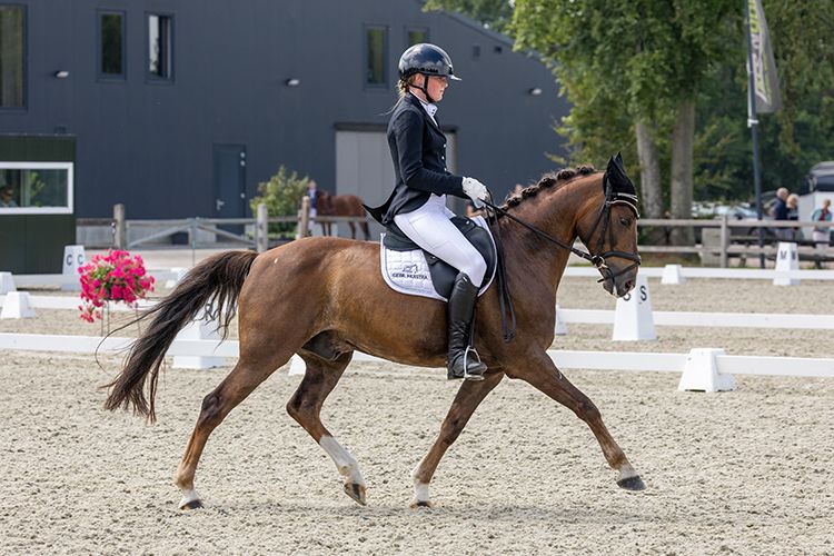 welsh-cob dressuurpony ruin 9 ans vos à vendre - Photo 5