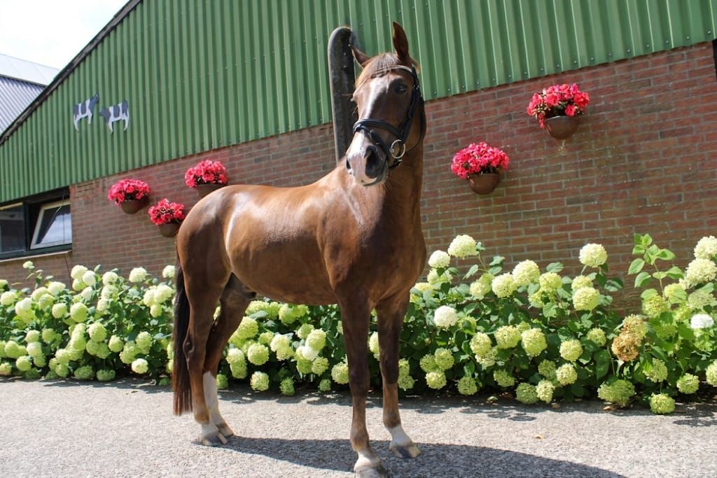 welsh-cob dressuurpony ruin 9 ans vos à vendre - Photo 6