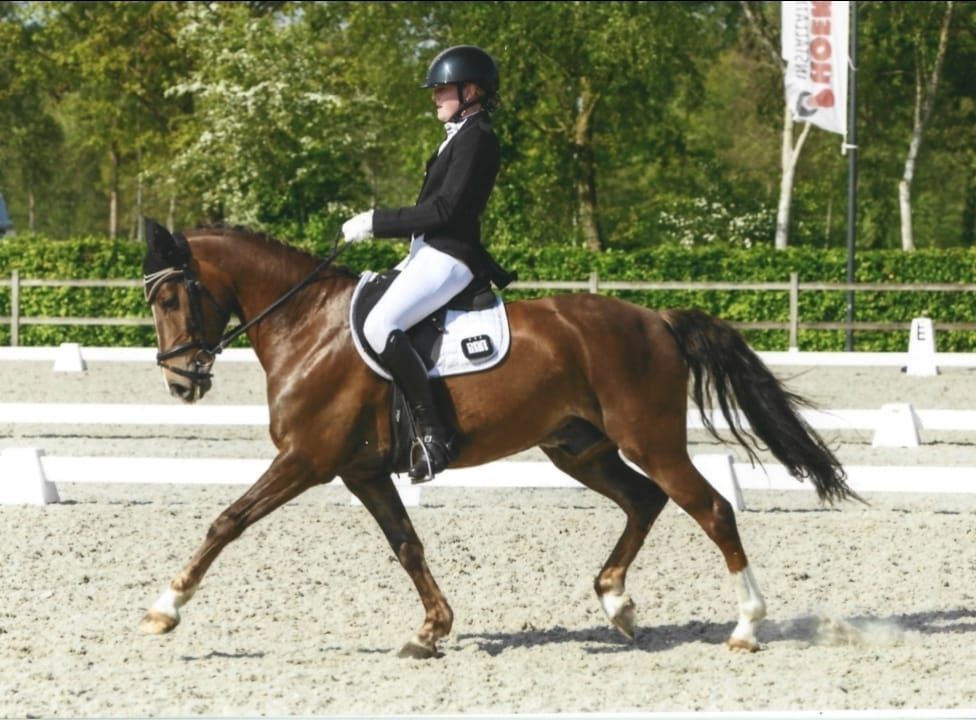 welsh-cob dressuurpony ruin 9 ans vos à vendre - Photo 4