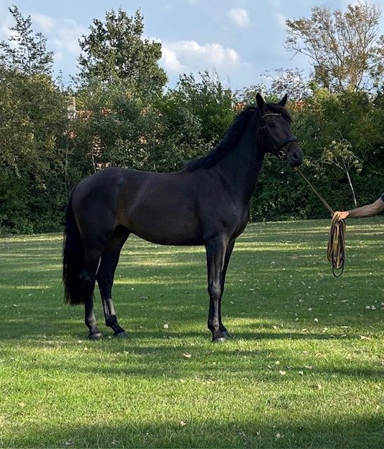 Stunning dark bay 3-year-old dressage gelding by Extreme U.S.