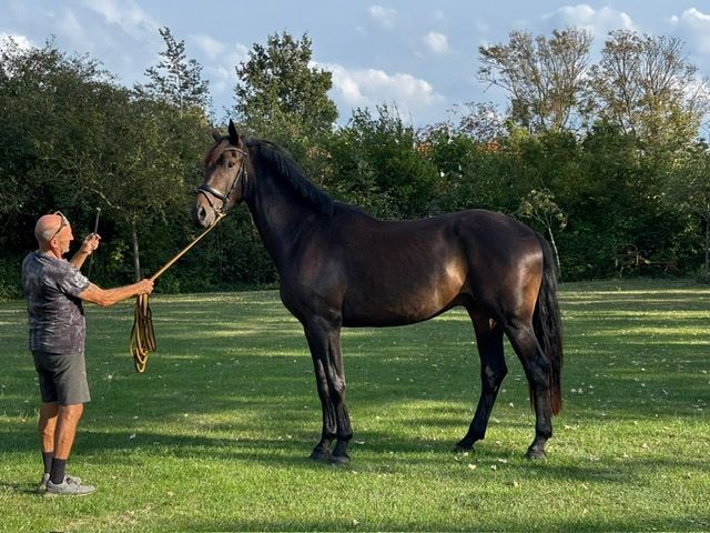kwpn dressuurpaard ruin 3 years old donkerbruin for sale - Photo 3