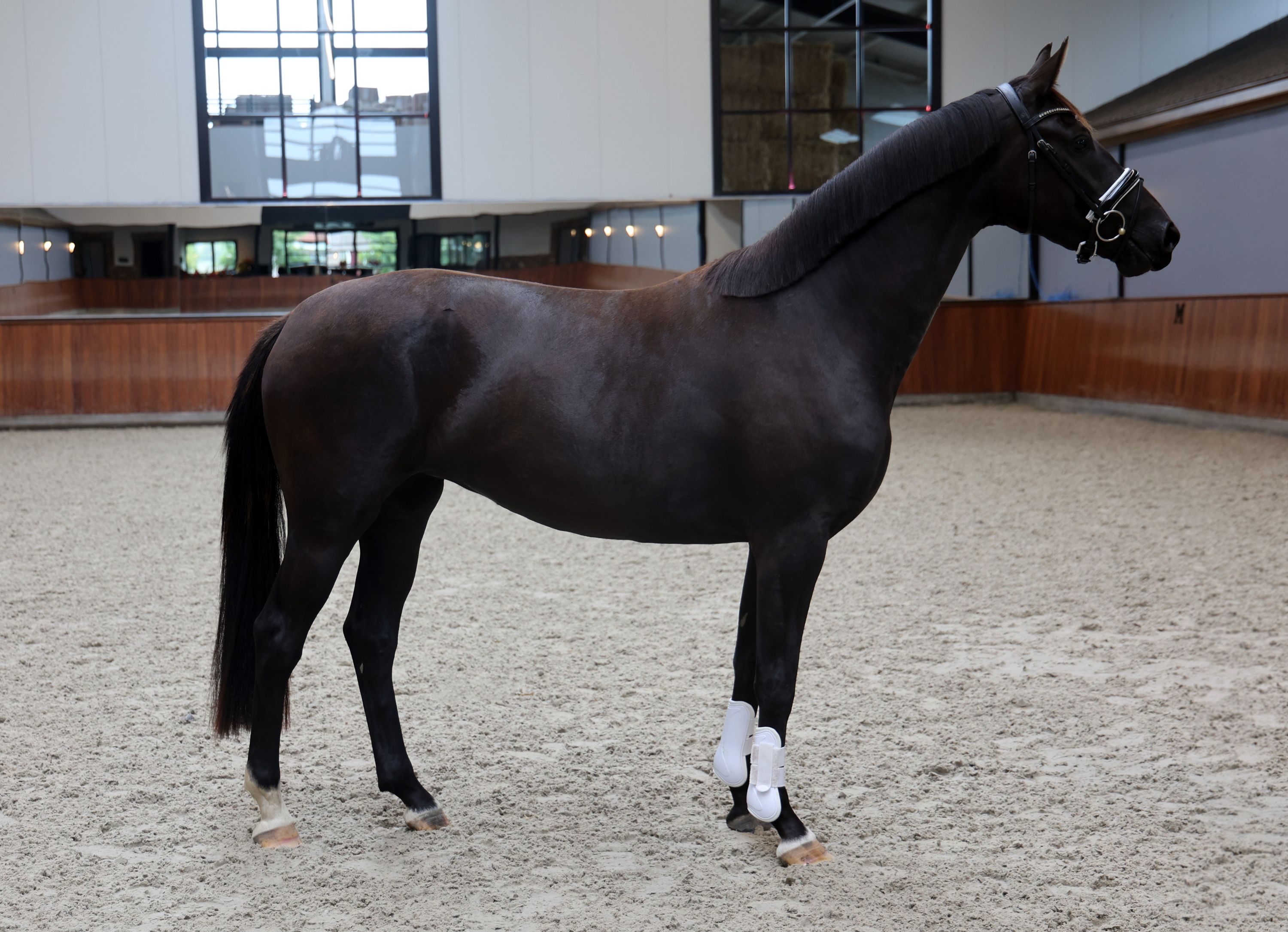 kwpn dressuurpaard merrie 3 years old zwart for sale - Photo 2