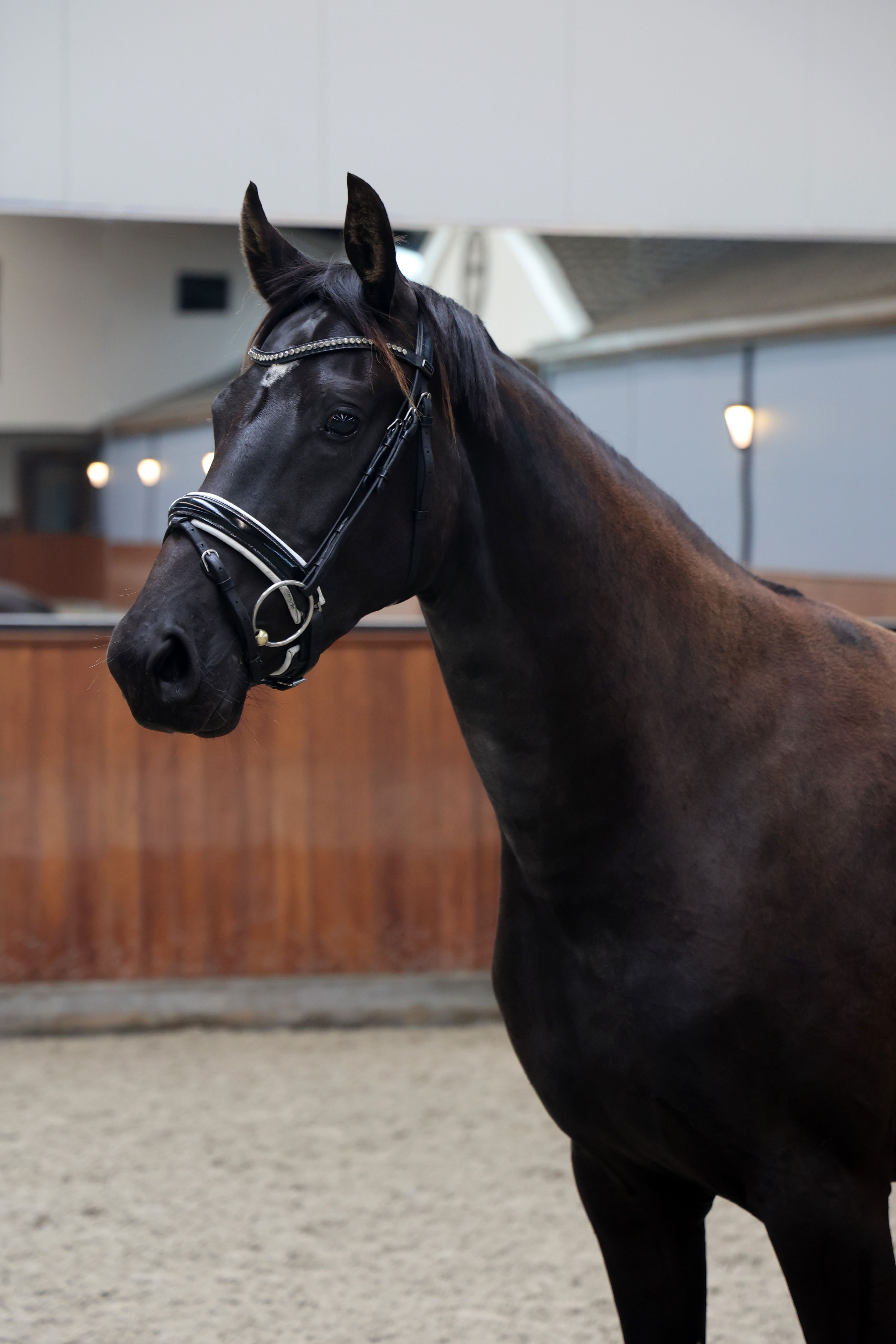 Handsome 3-year-old black mare Ferguson x Hofrat